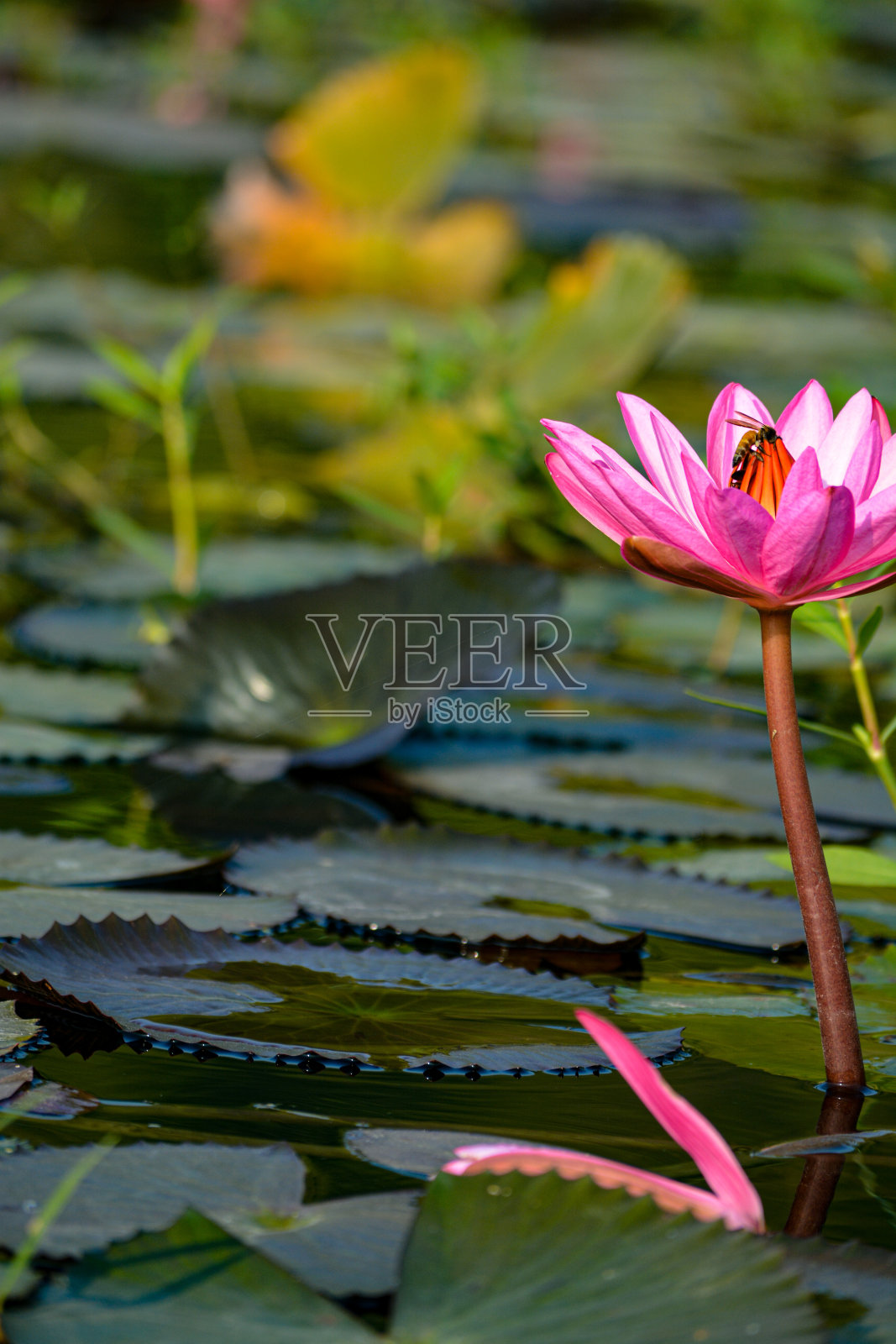 荷花与蜜蜂照片摄影图片
