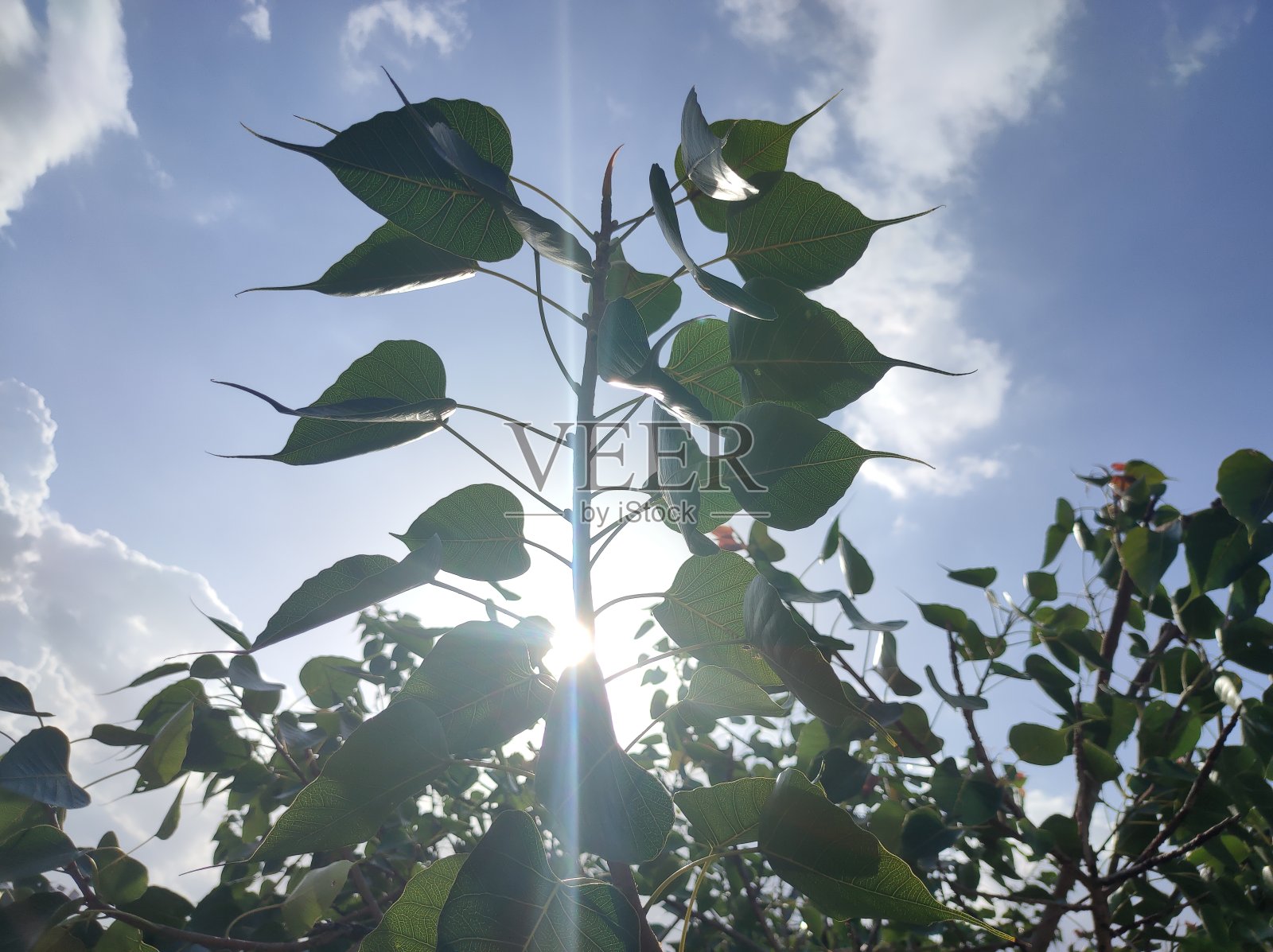 季风性照片摄影图片