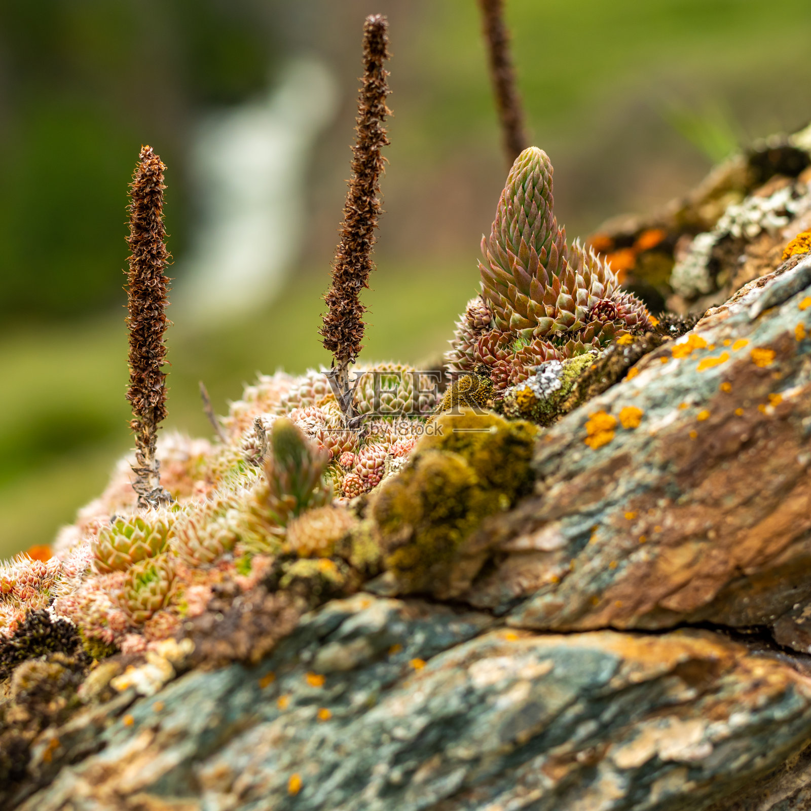 卷心菜生长在山区的一块岩石上照片摄影图片