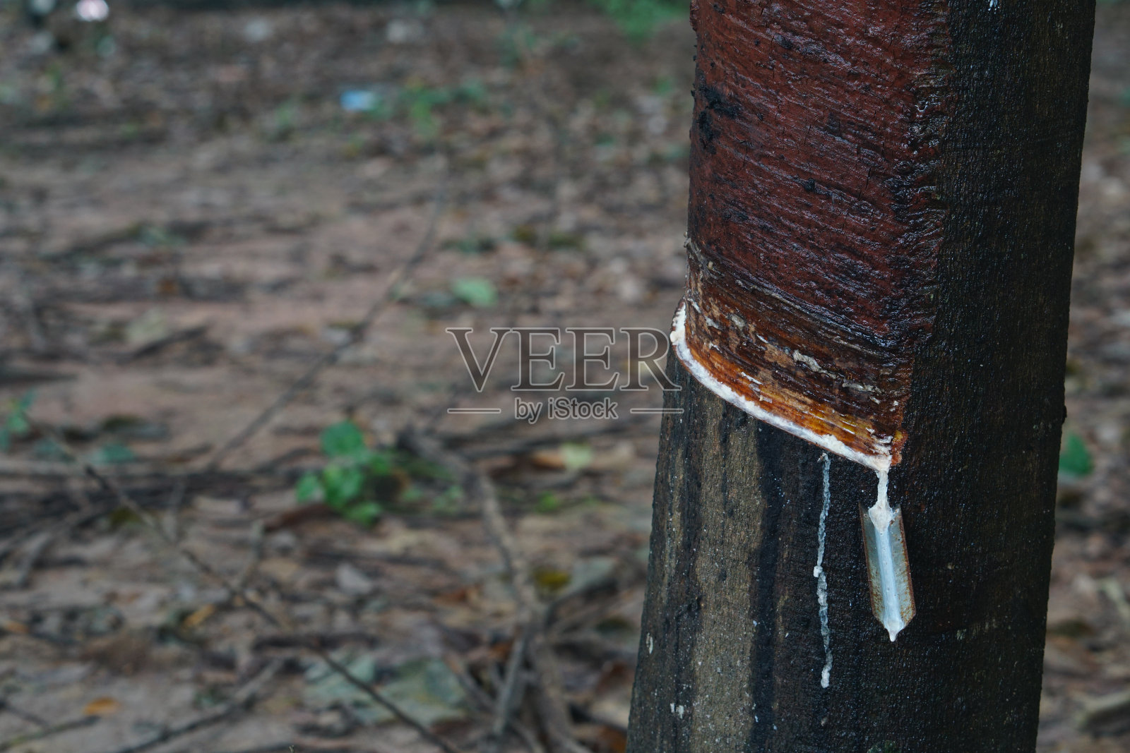 农业的橡胶流动。照片摄影图片