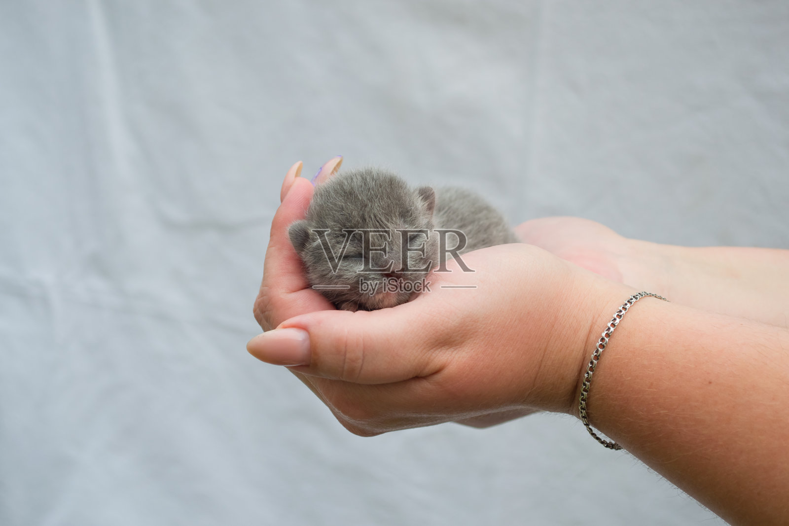 刚出生的小猫。一只瞎了眼的小猫在关爱的手中。小猫出生的第一天照片摄影图片