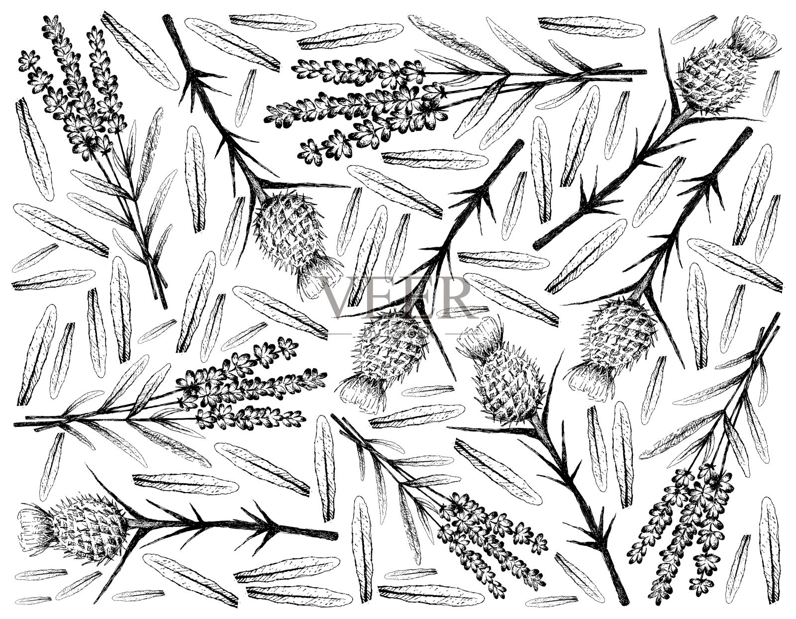 手绘薰衣草和乳蓟花插画图片素材