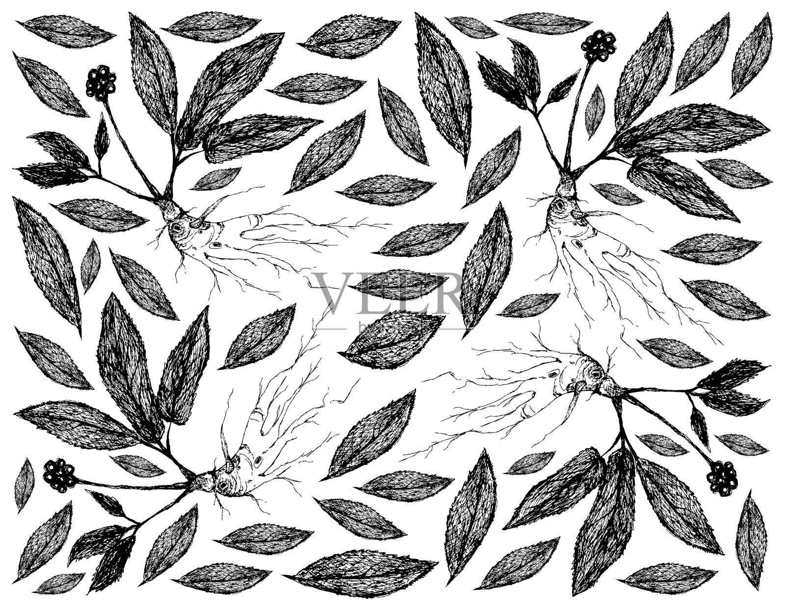 益根人参植物手绘背景图插画图片素材