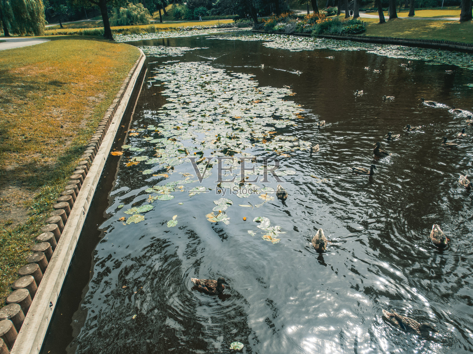 公园池塘里的鸭子。野鸭倒映在湖面上。鸟的羽毛多色。一个有鸭子和水草的池塘。鸭子在水面上进食。鸭子在水里吃东西照片摄影图片