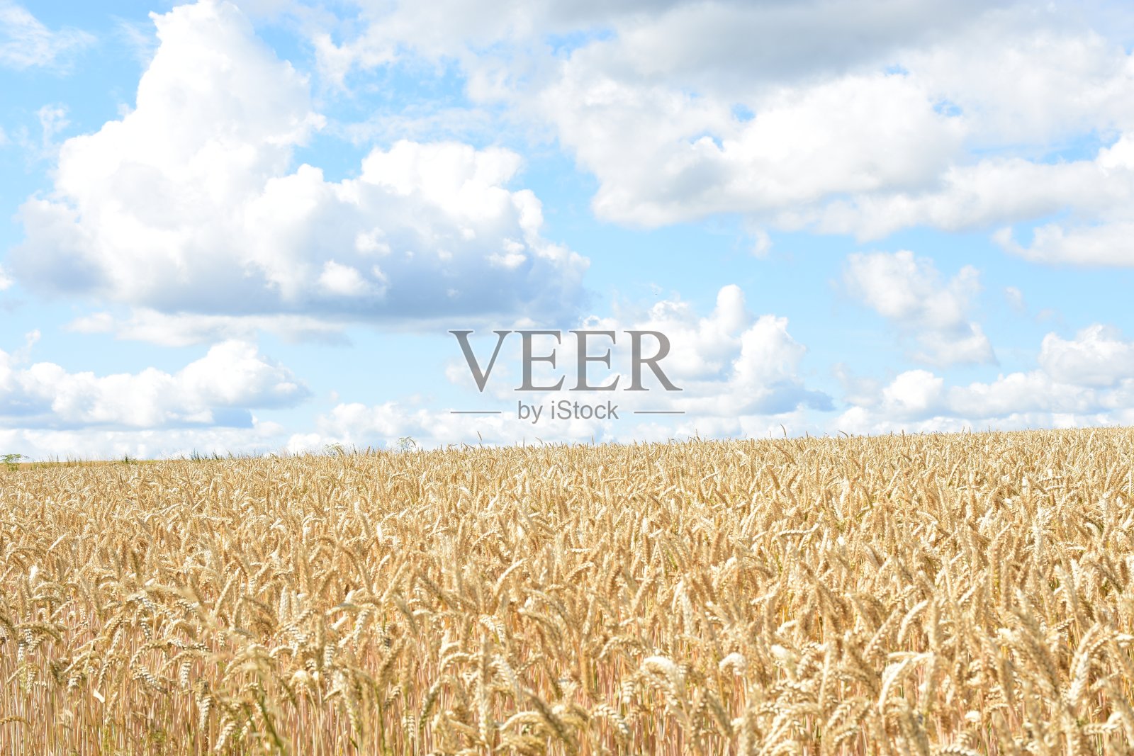 下萨克森州夏天的麦田照片摄影图片