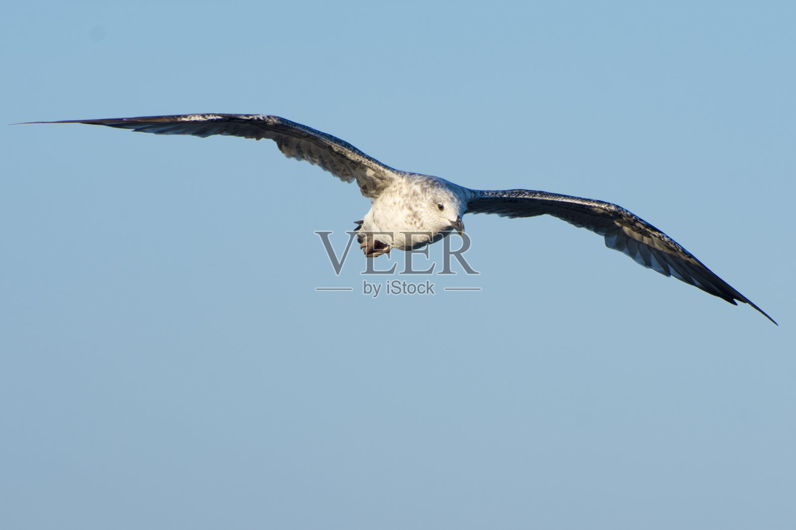 一只海燕在蓝色的天空中展开翅膀。照片摄影图片