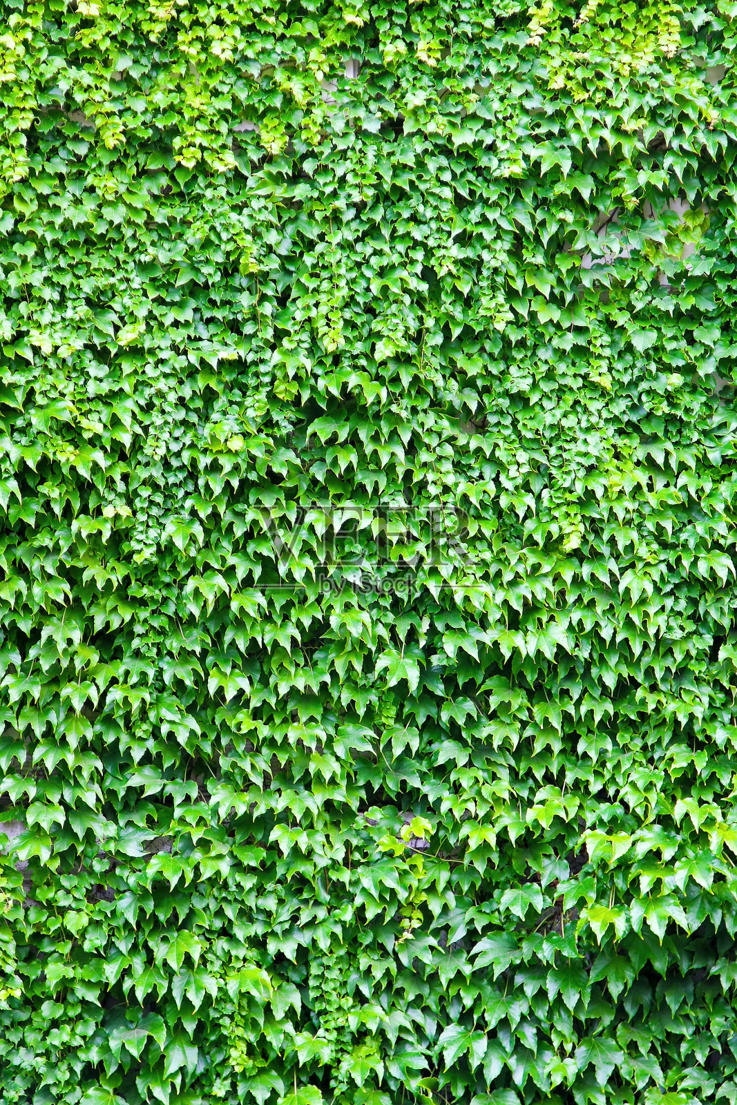 叶墙照片摄影图片