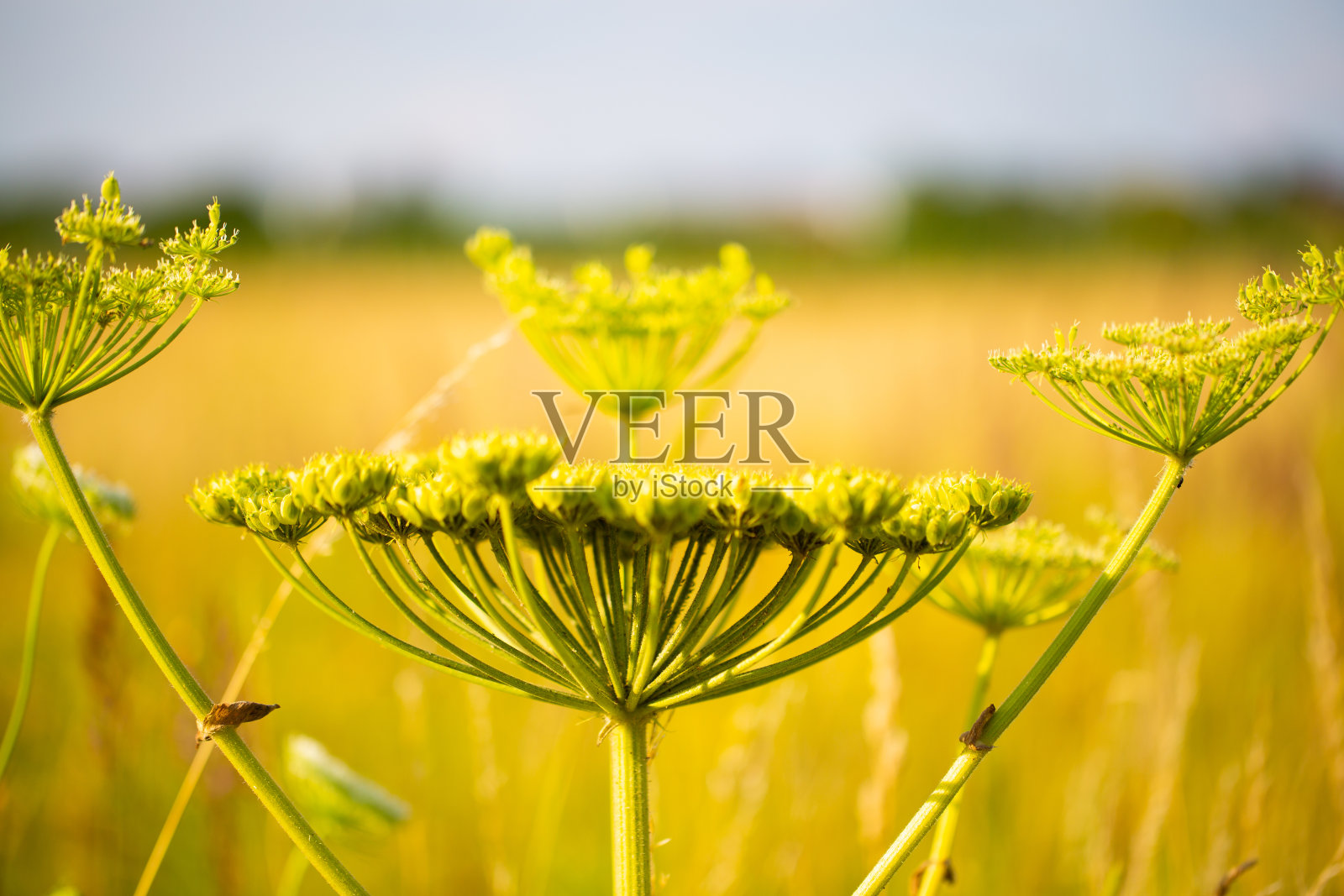 野花在田野，夏天的时候照片摄影图片