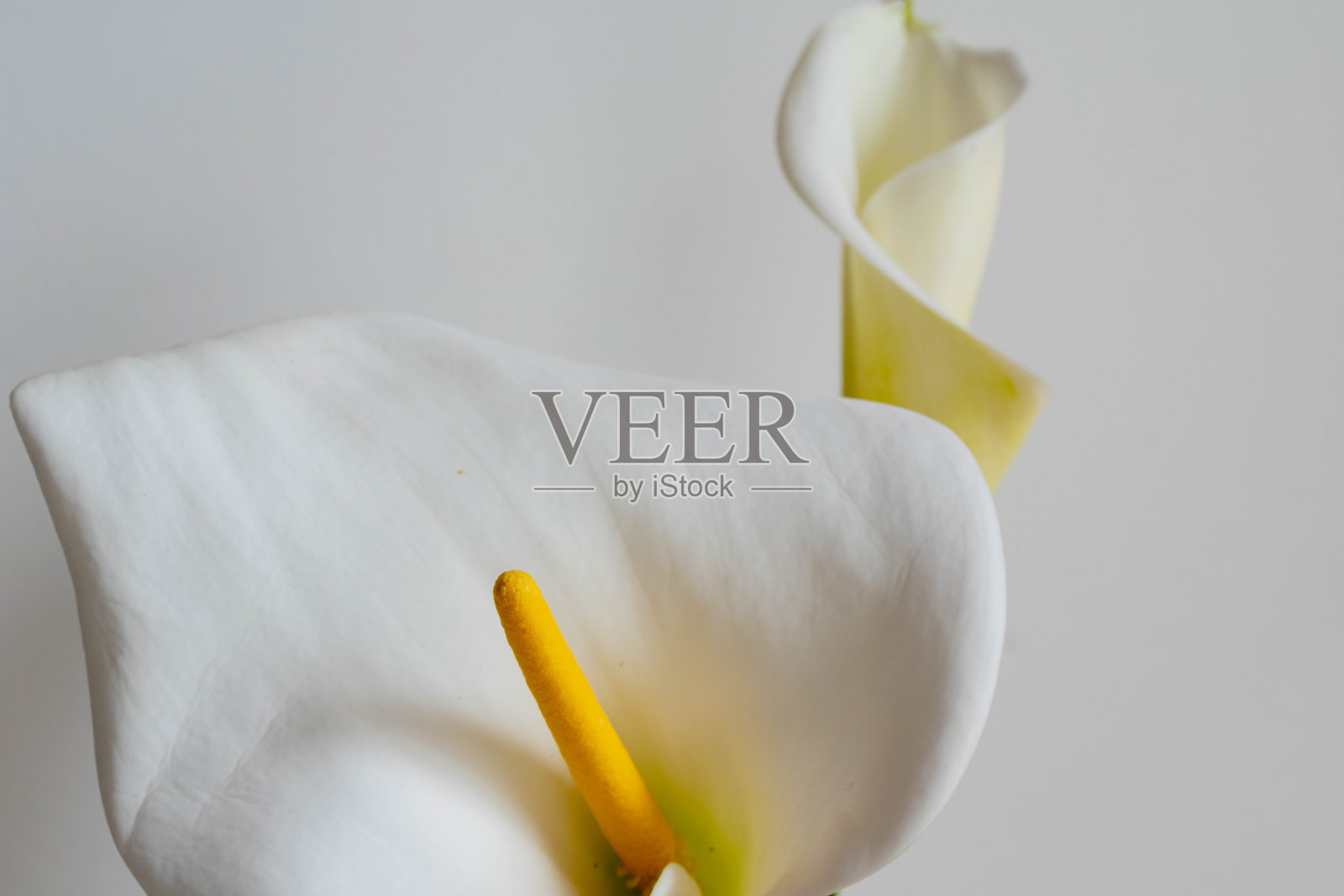 白色马蹄莲在白色的背景照片摄影图片