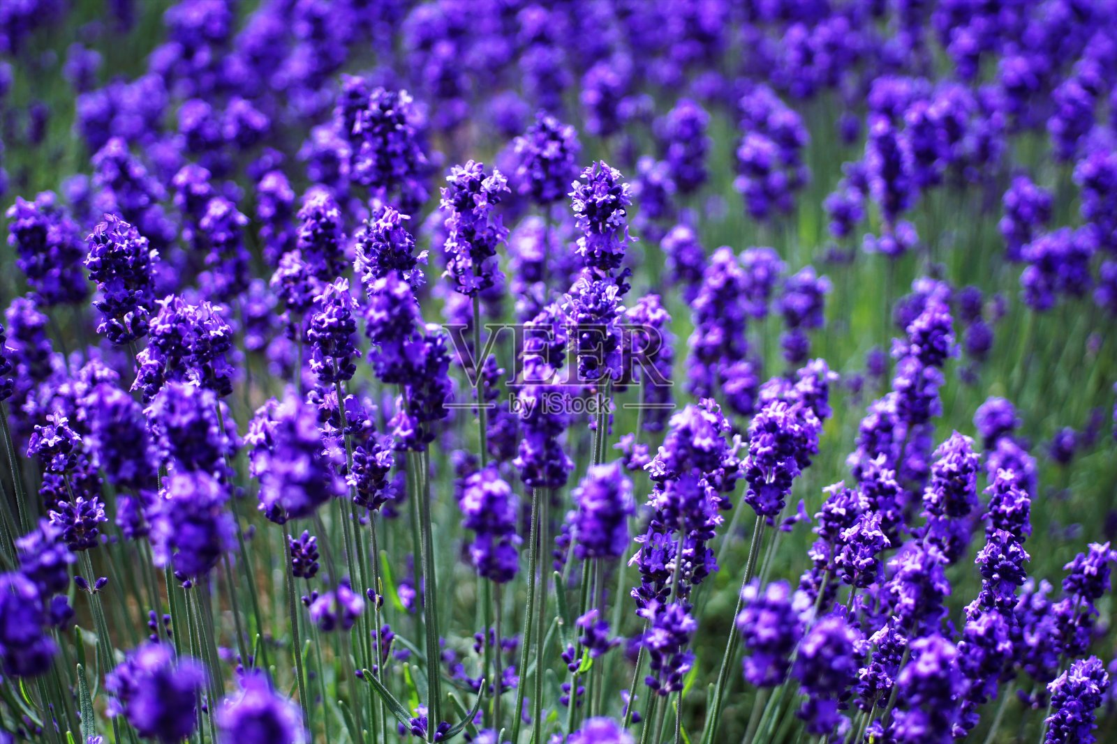 美丽的花园照片摄影图片