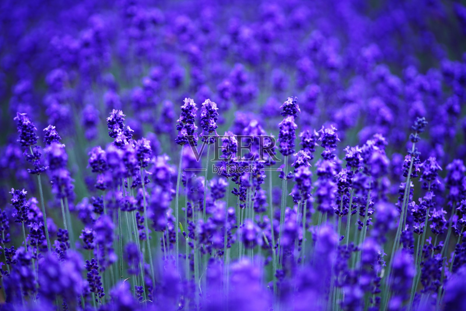 美丽的花园照片摄影图片