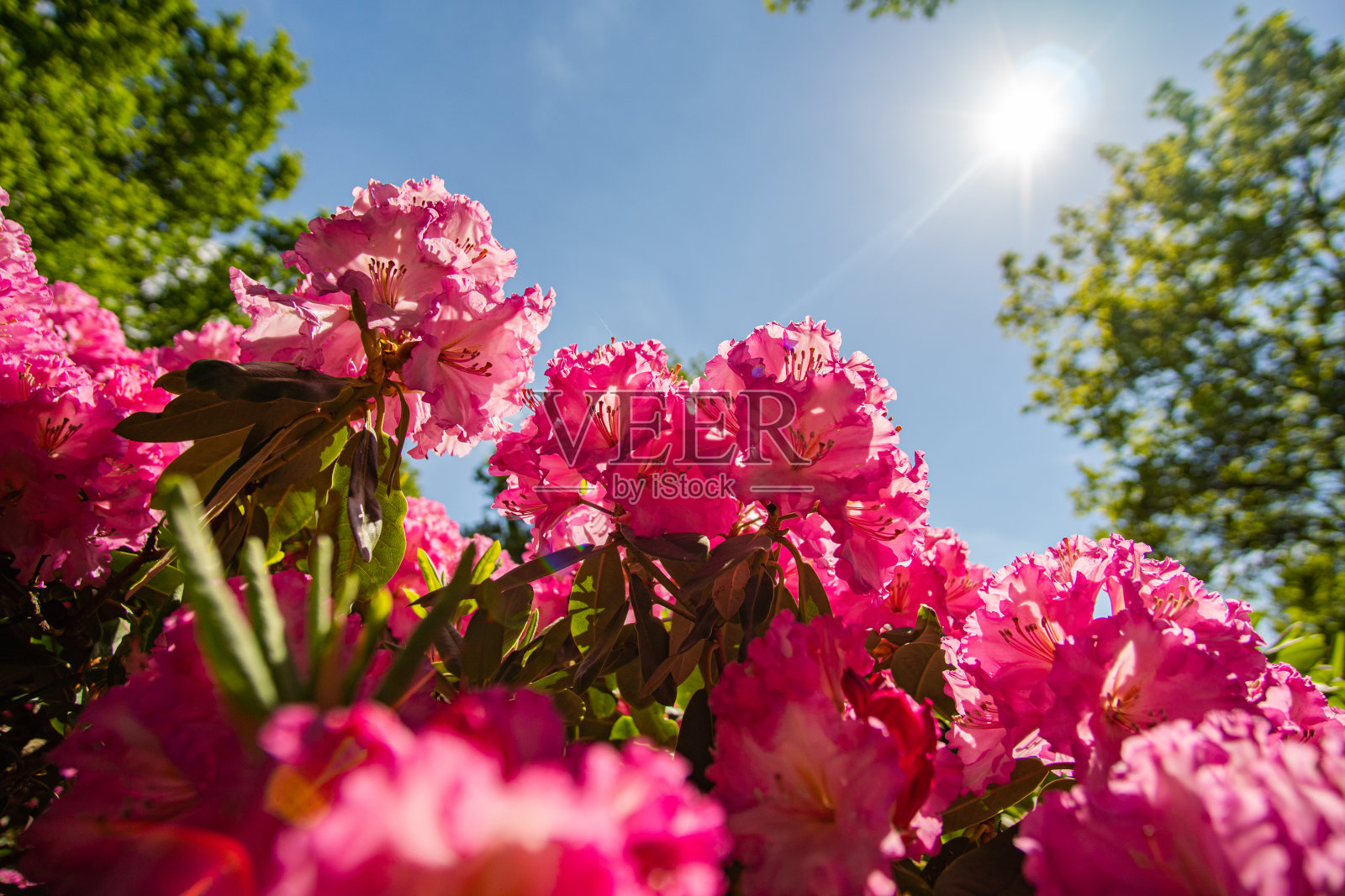 不来梅杜鹃花公园，花儿在阳光下盛开照片摄影图片