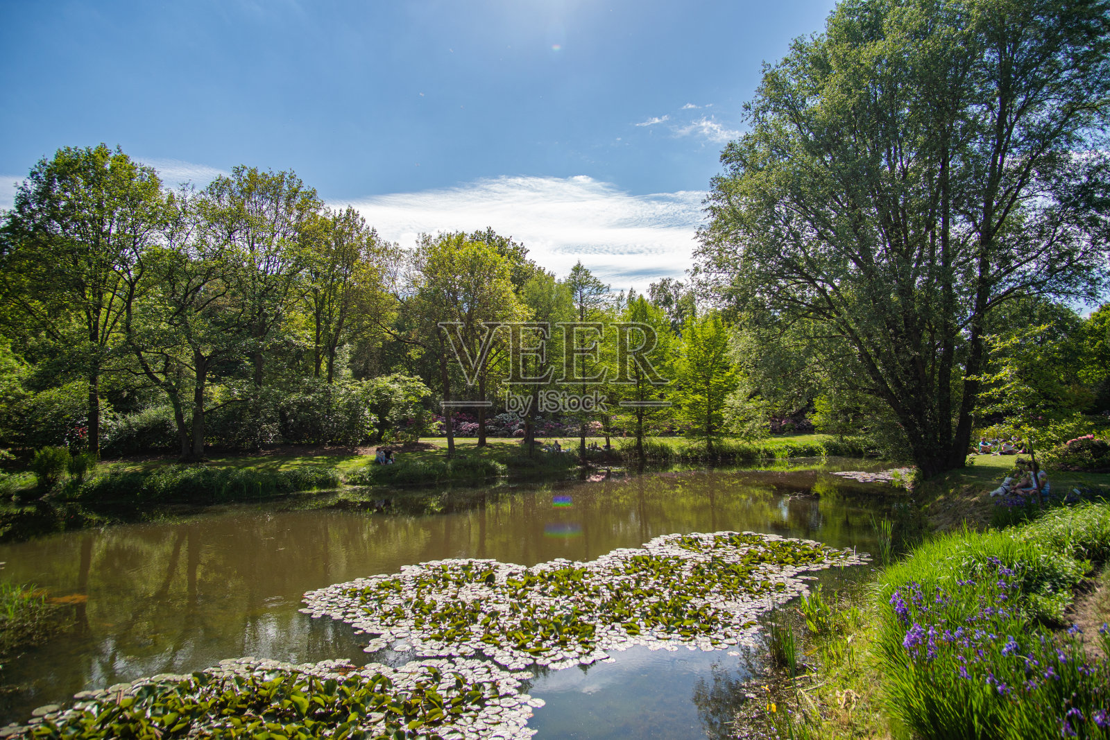 在不来梅杜鹃花公园，美丽的小湖，睡莲被绿色包围照片摄影图片