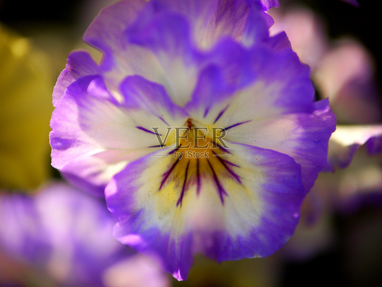 花的紫色轮廓照片摄影图片