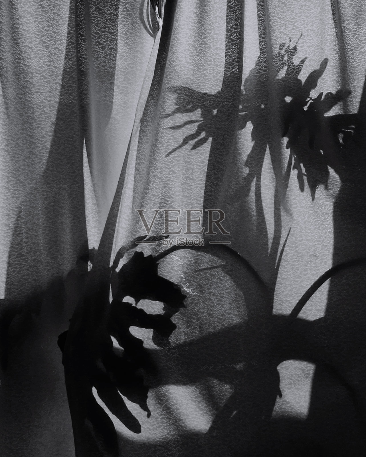 喜林芋的剪影。照片摄影图片