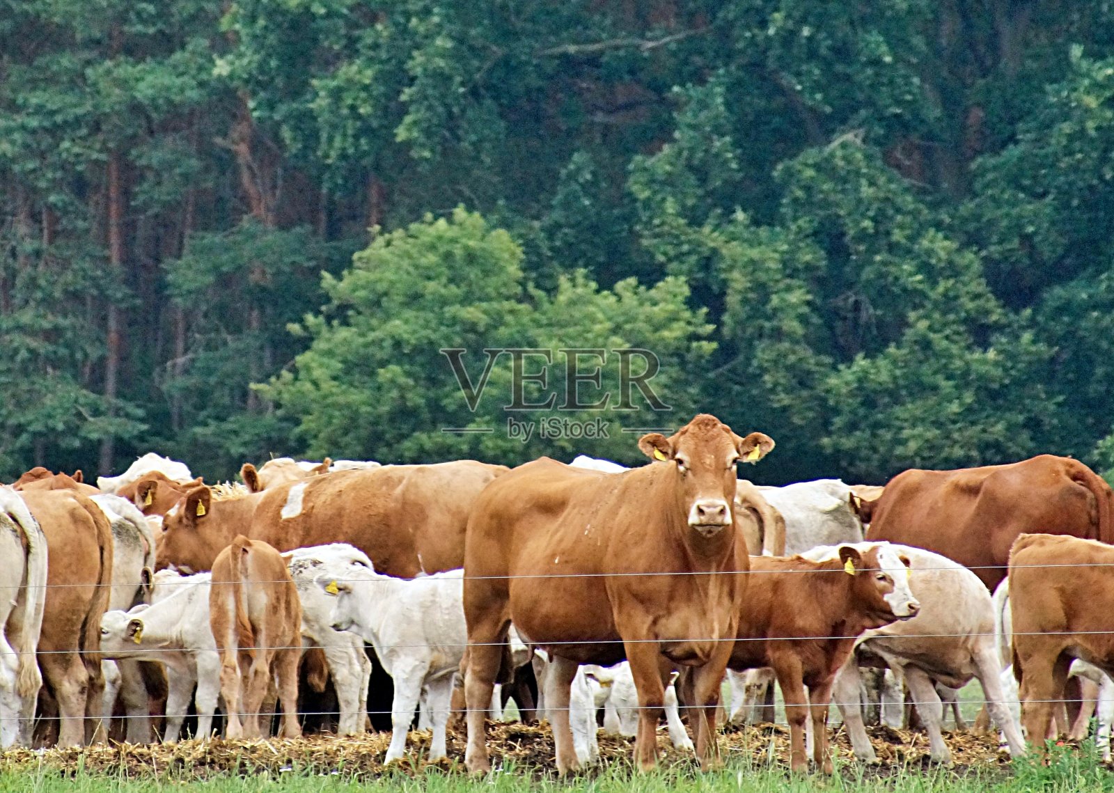 牧场上的母牛和小牛照片摄影图片