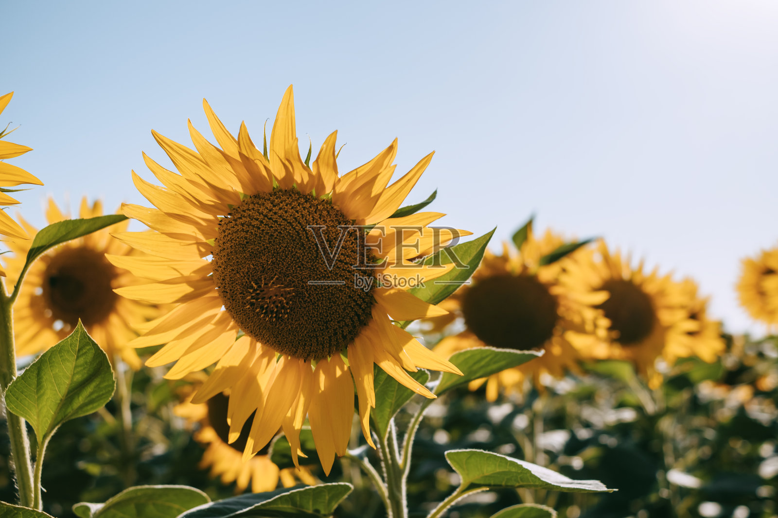 向日葵田白天有蓝天，农业园在农村。照片摄影图片