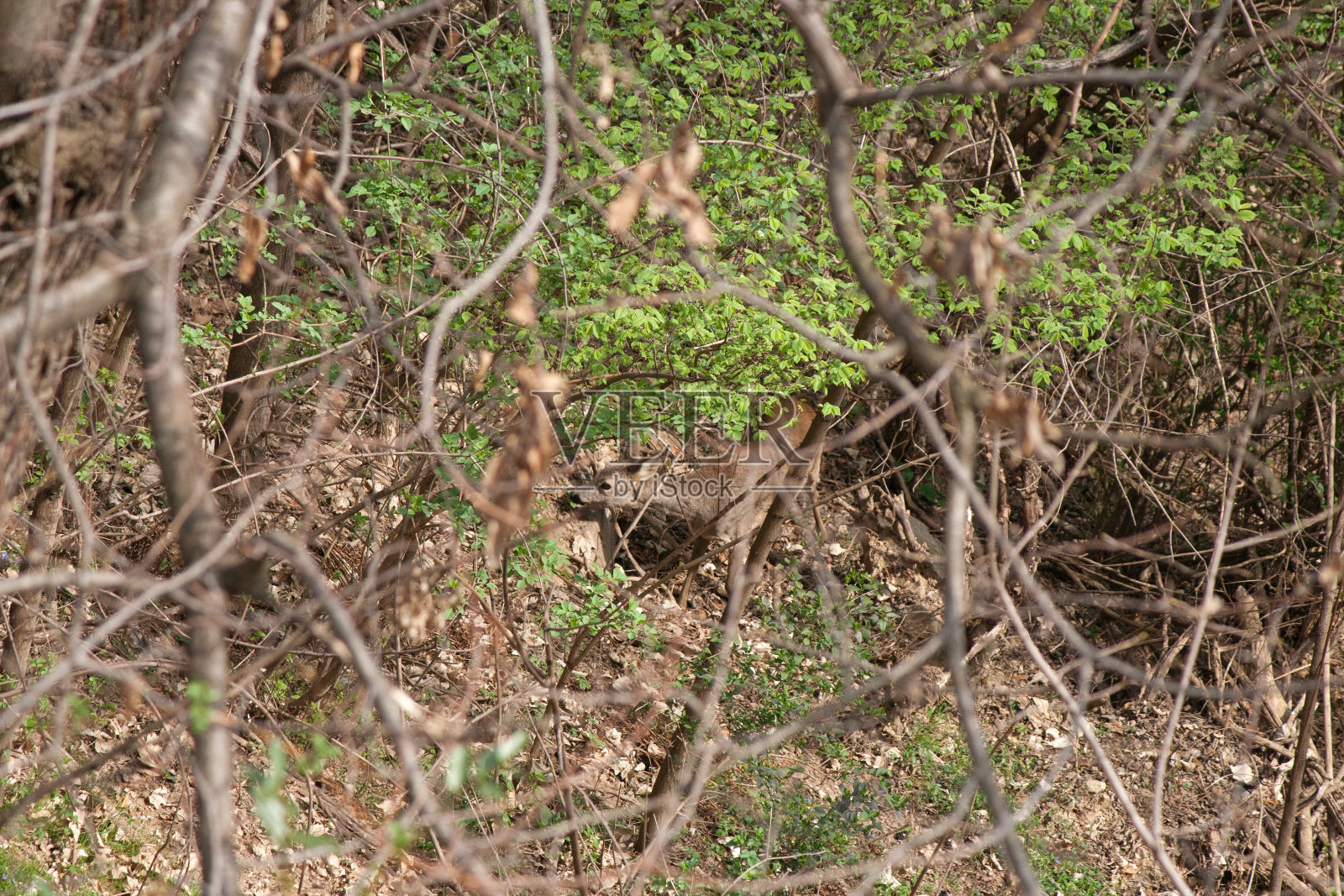 罗伊deee抓照片摄影图片