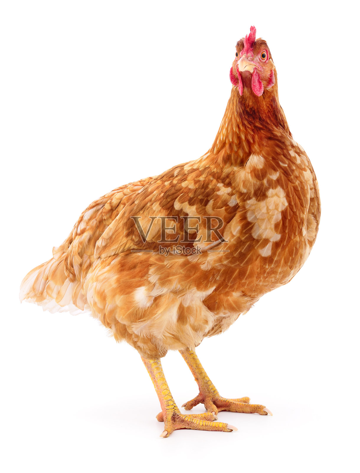 布朗母鸡孤立。照片摄影图片