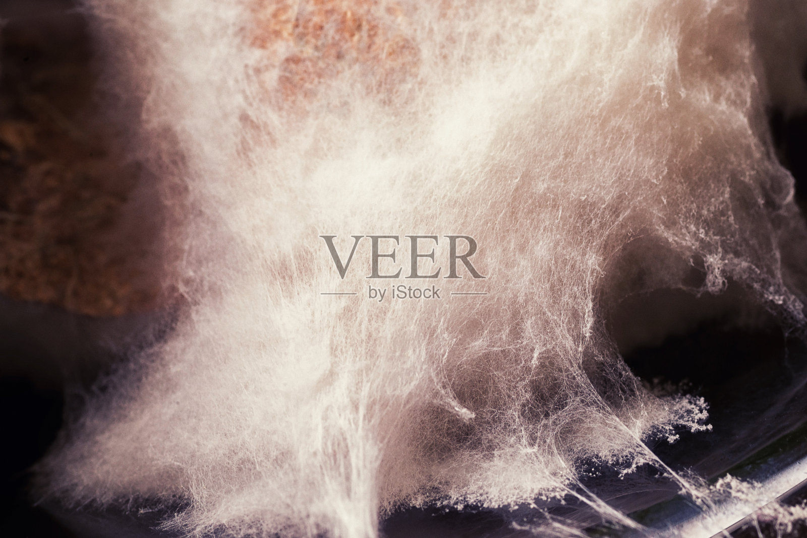 白色霉菌碎片特写。照片摄影图片