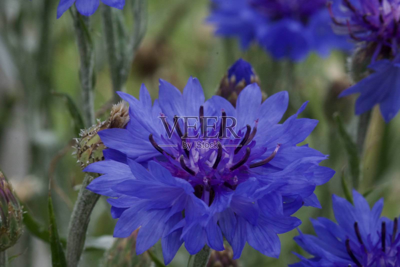 美丽的花朵在特写中绽放照片摄影图片
