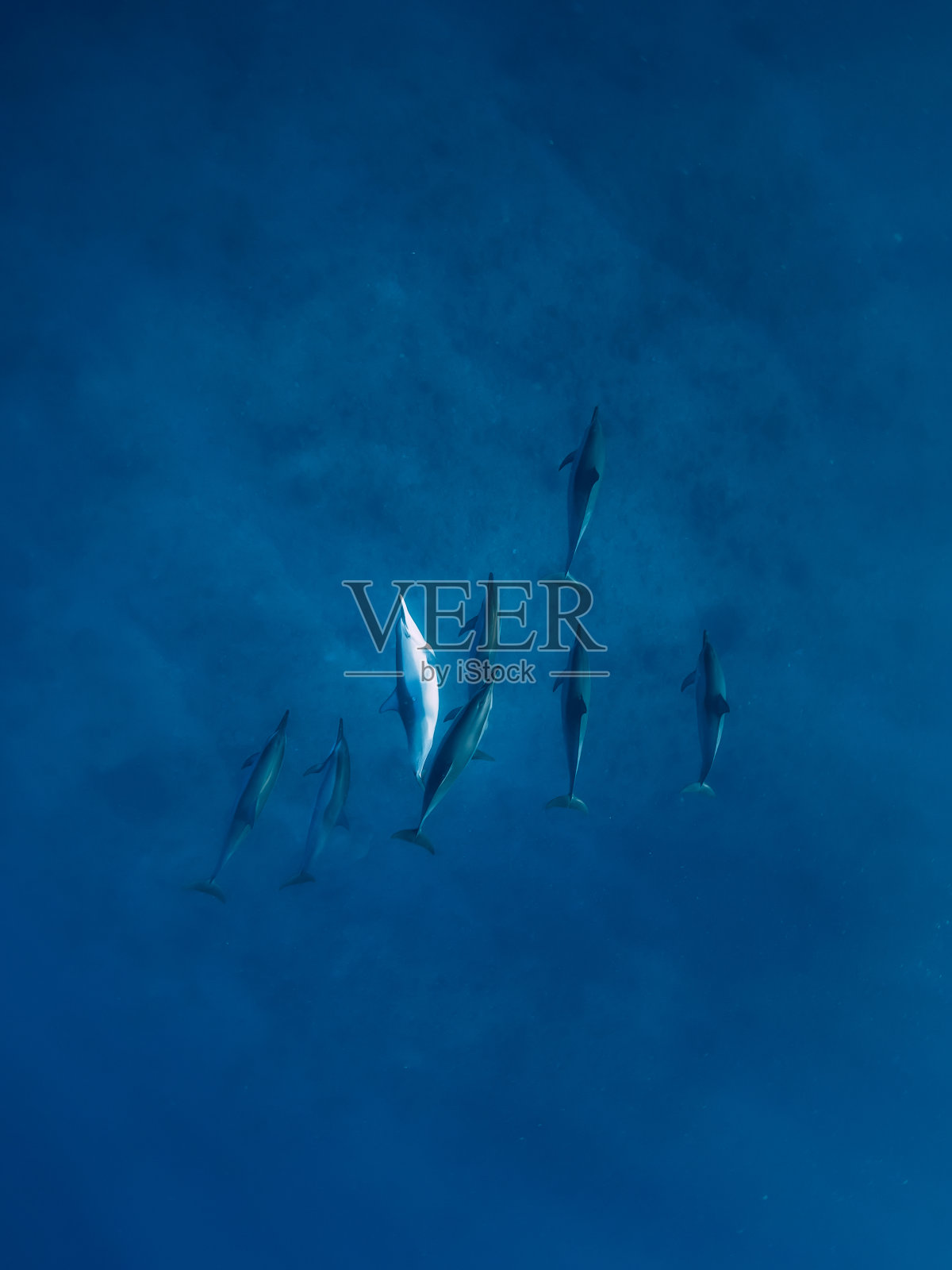 热带蓝色海洋中沐浴着阳光的飞旋海豚一家。水下海豚照片摄影图片