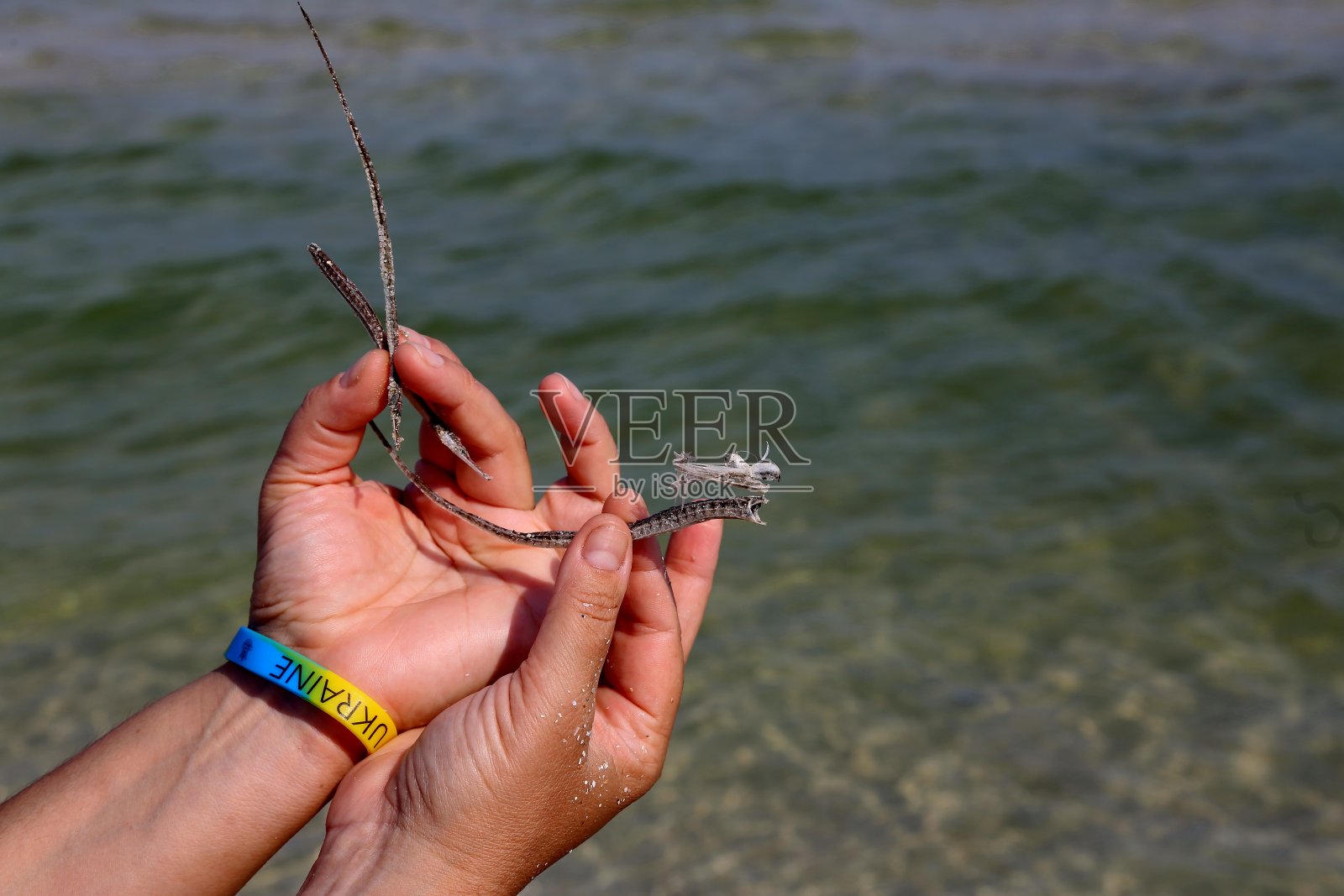 大海在手中照片摄影图片