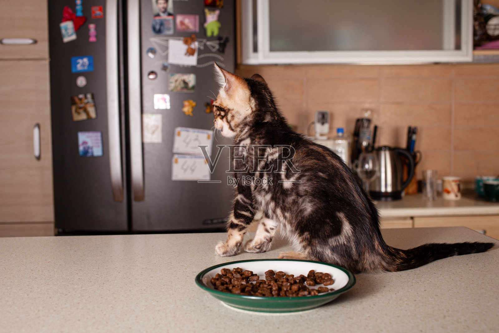 一只棕色豹纹米色的孟加拉小猫坐在米色的酒吧桌上照片摄影图片