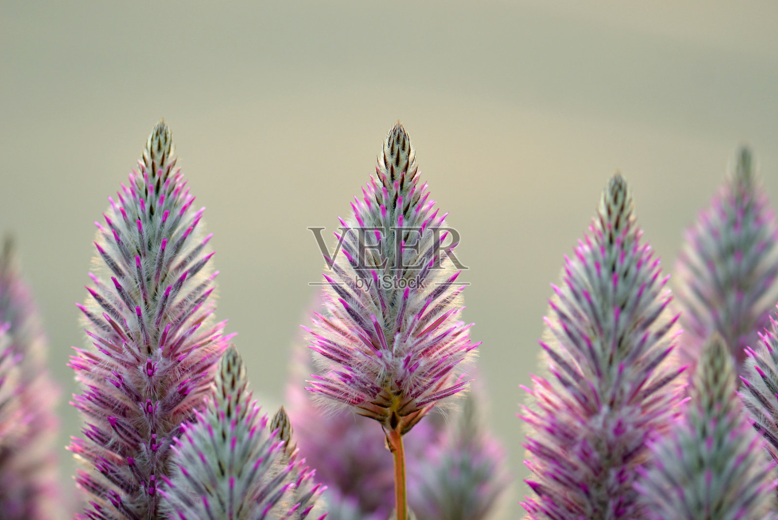 澳大利亚本土的紫花苋属野花照片摄影图片