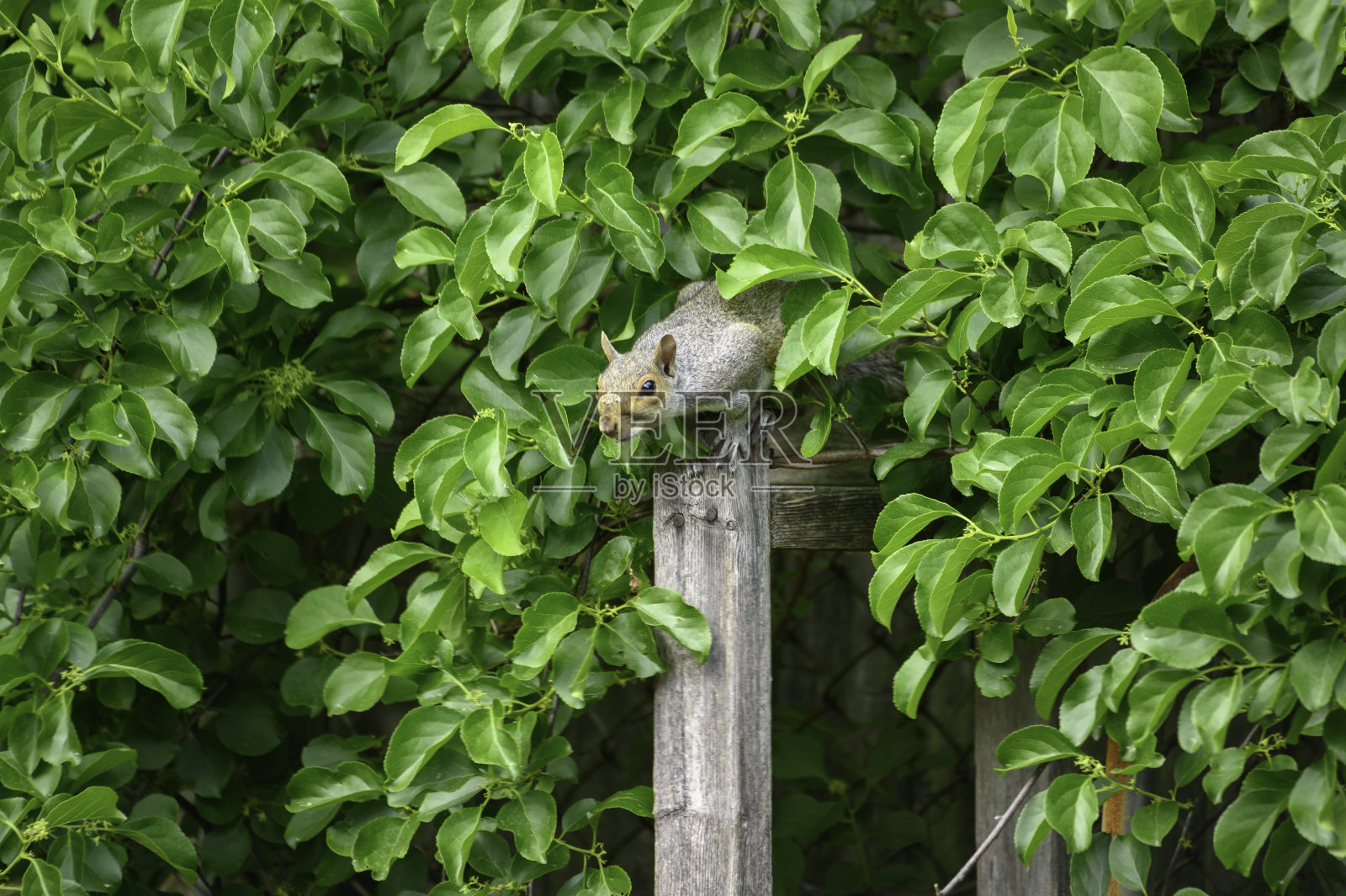 后院好奇的灰松鼠#6照片摄影图片