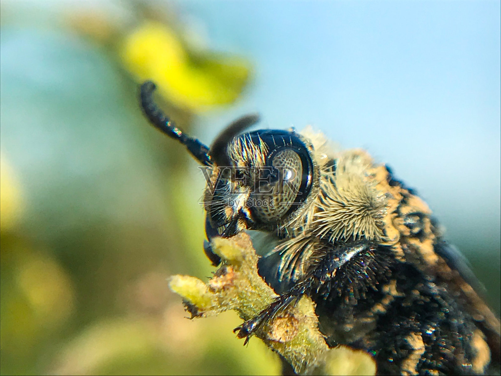 大黄蜂蜜蜂照片摄影图片
