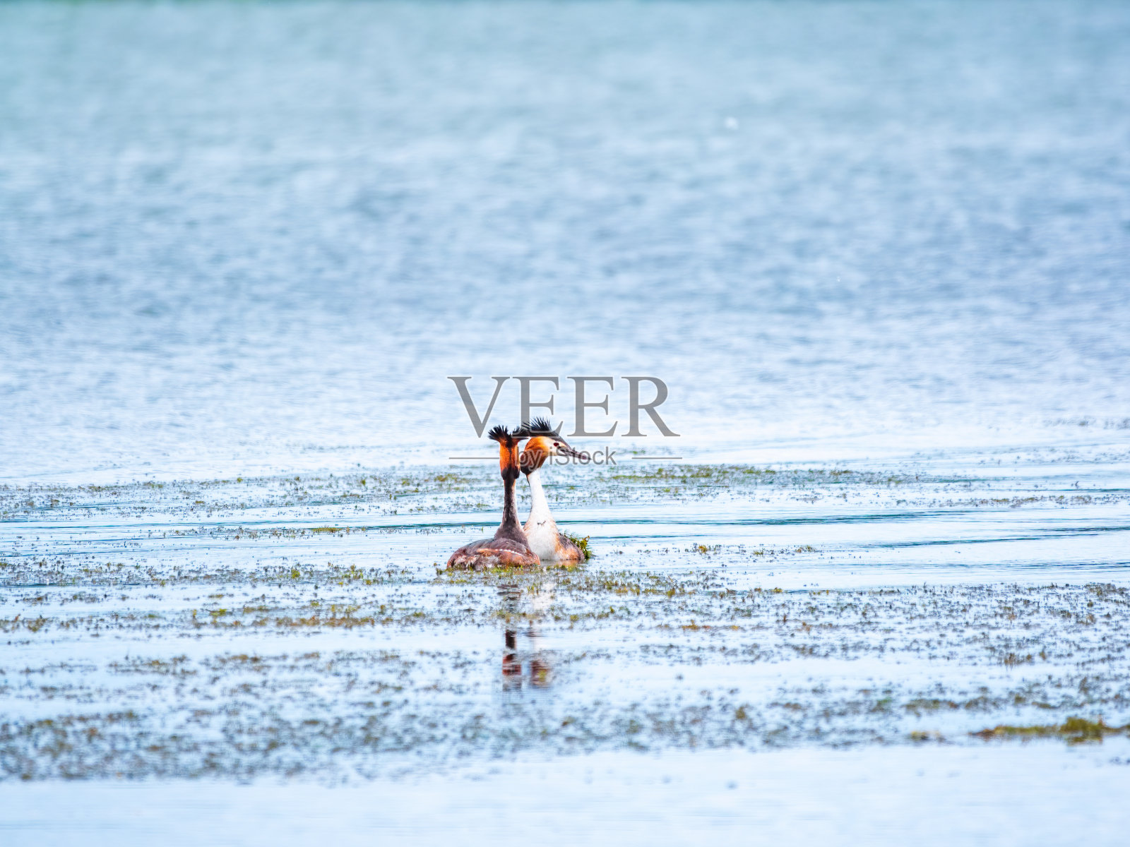 两只水鸟大冠鸊鷉在湖里游泳照片摄影图片