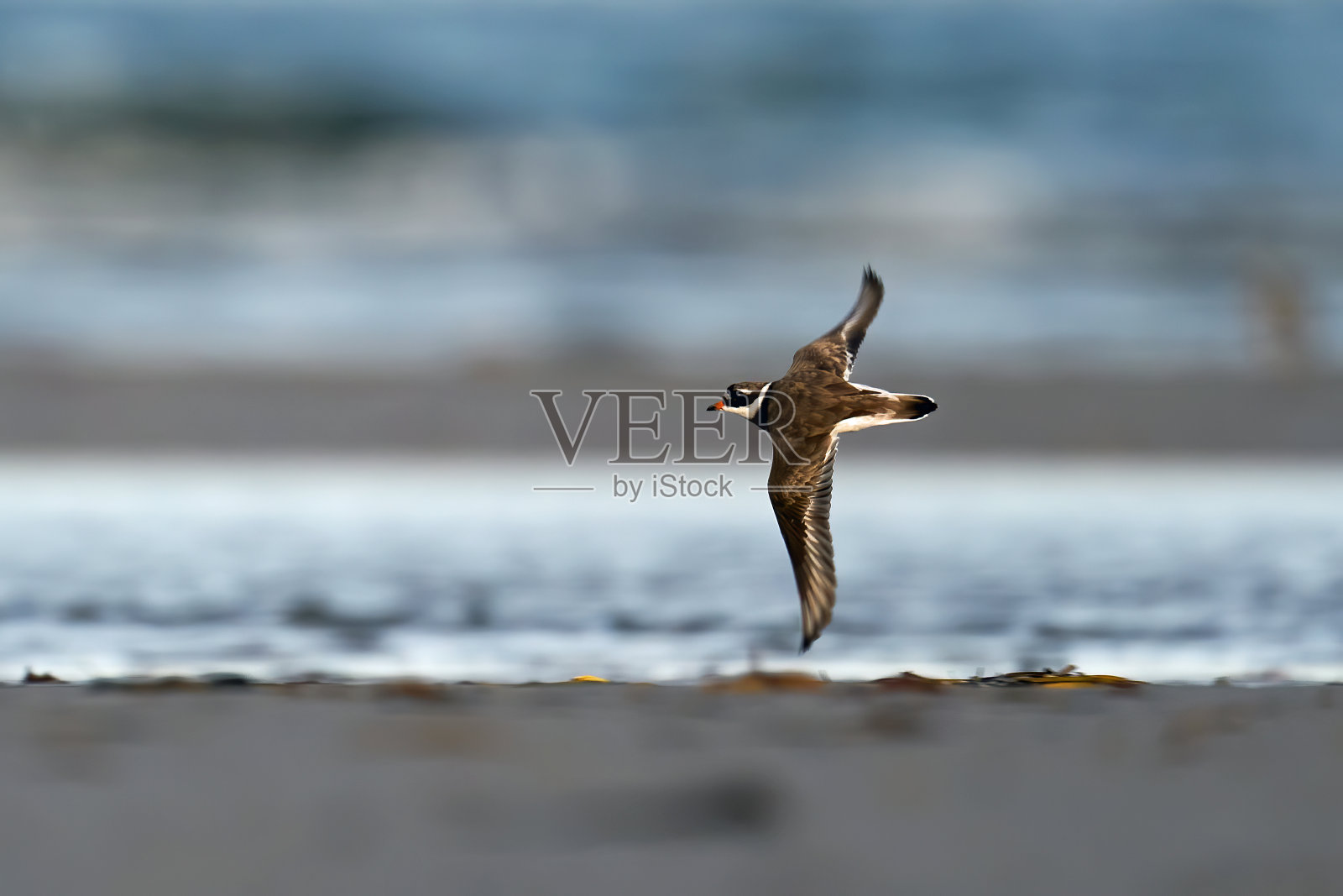 环鸻(斑鸻)照片摄影图片