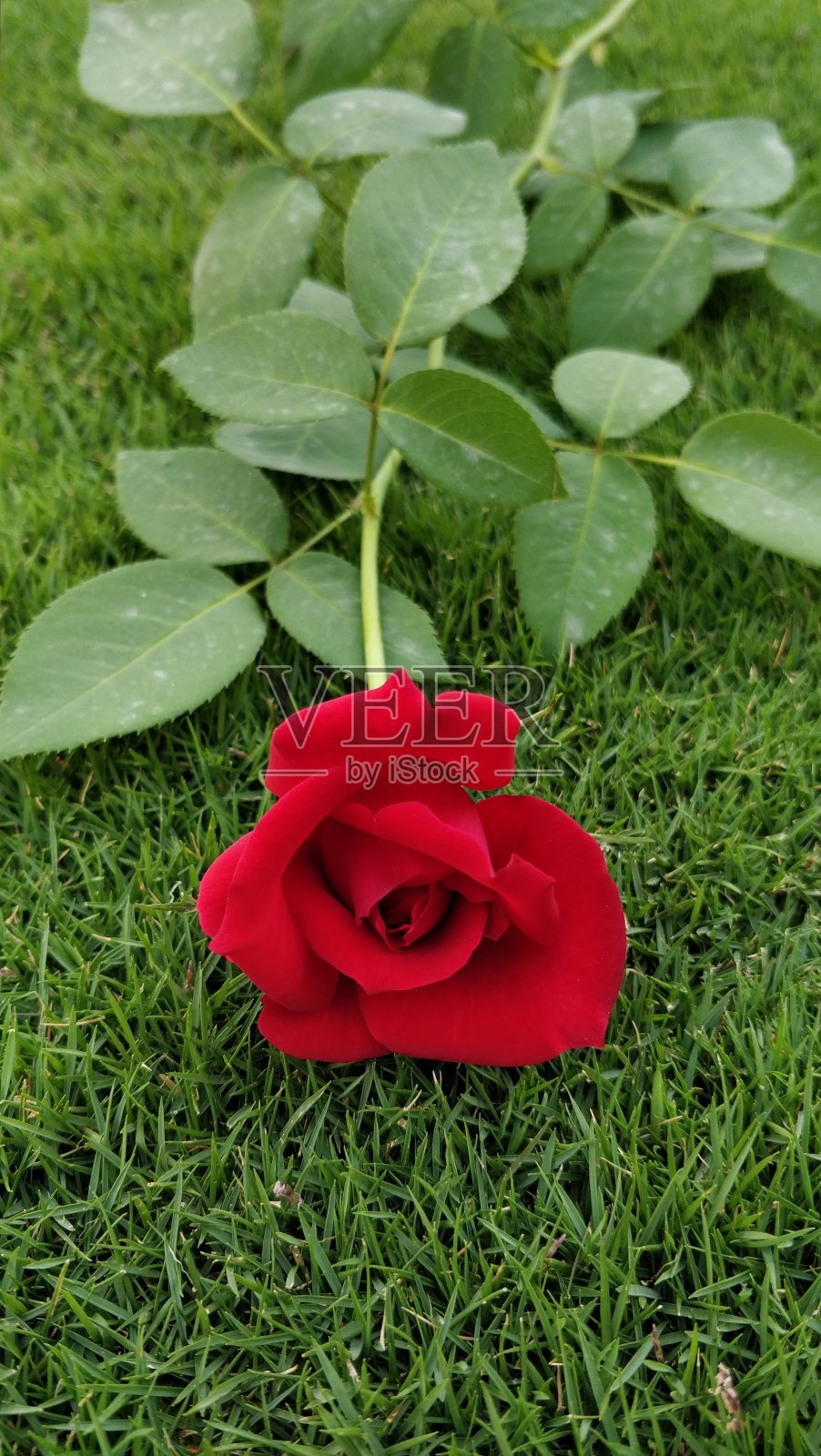 美丽的红色玫瑰，长茎和绿叶，放在绿色的草坪上。清新、健康、芬芳的花朵。照片摄影图片