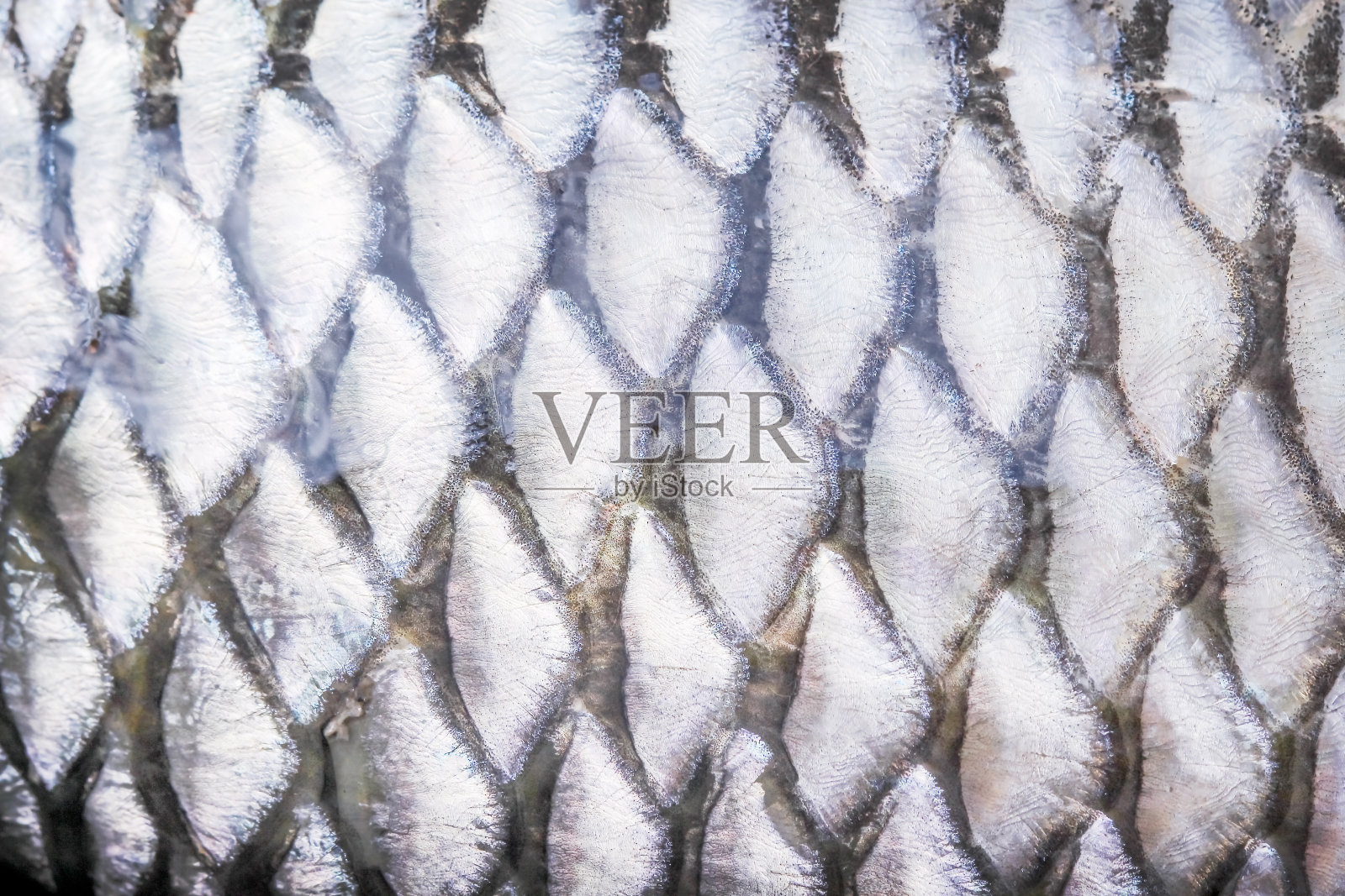 鱼鳞纹理常见银碳水化合物，自然动物皮肤图案抽象背景照片摄影图片