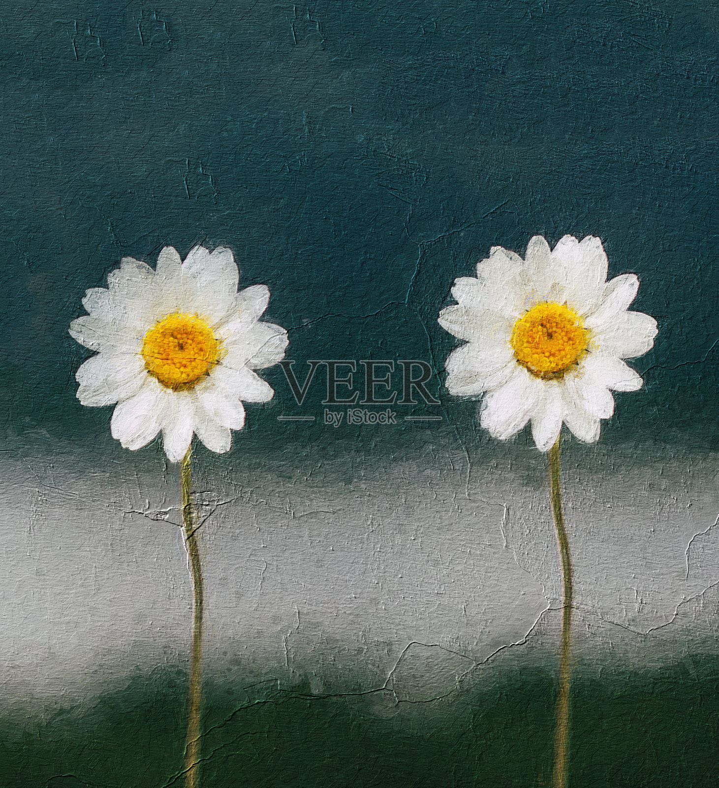 雏菊花蓝色背景。一幅沙斯塔雏菊花的水彩画照片摄影图片