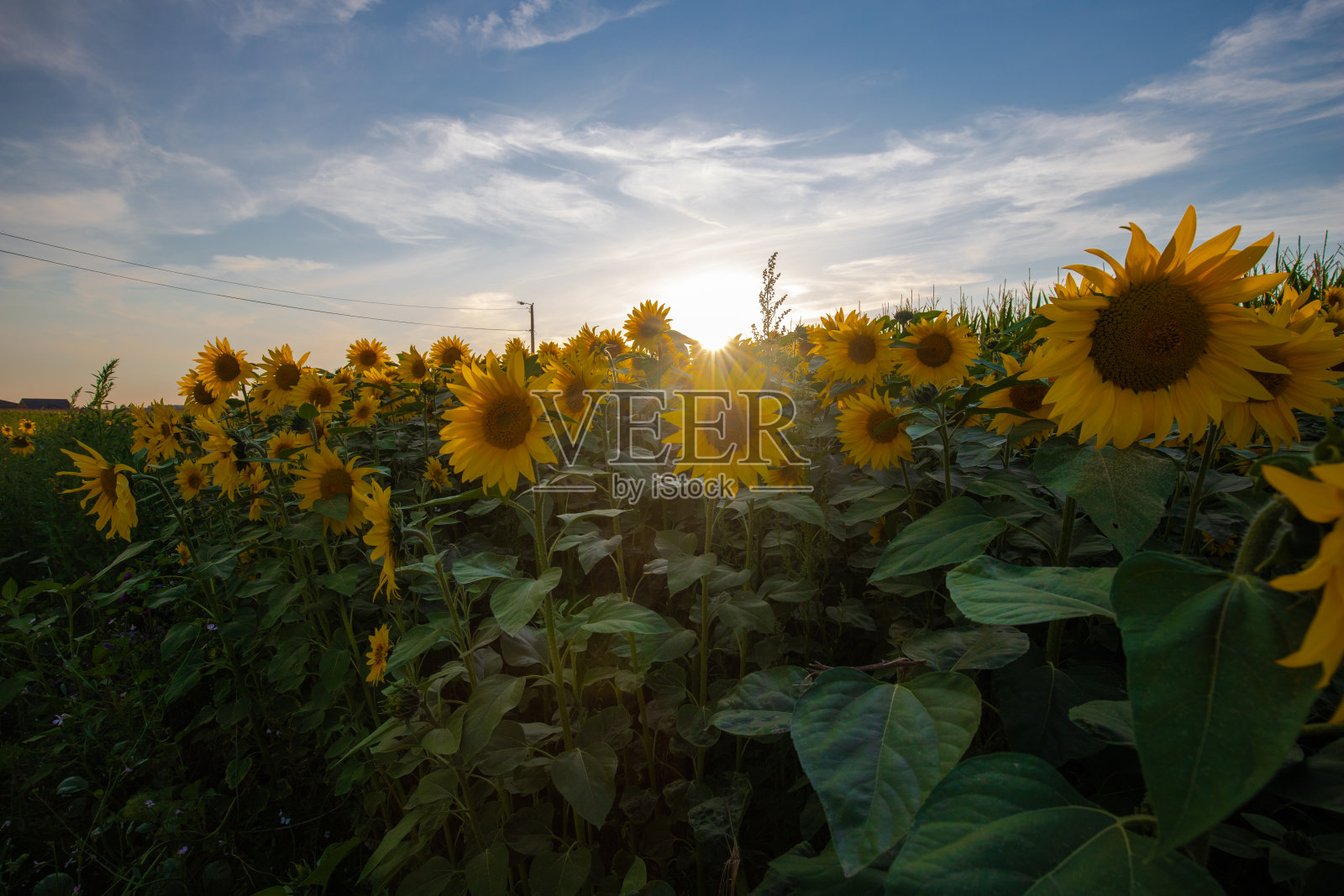 拉纳根马斯特里赫特附近的向日葵田，给人一种法国普罗旺斯的感觉照片摄影图片