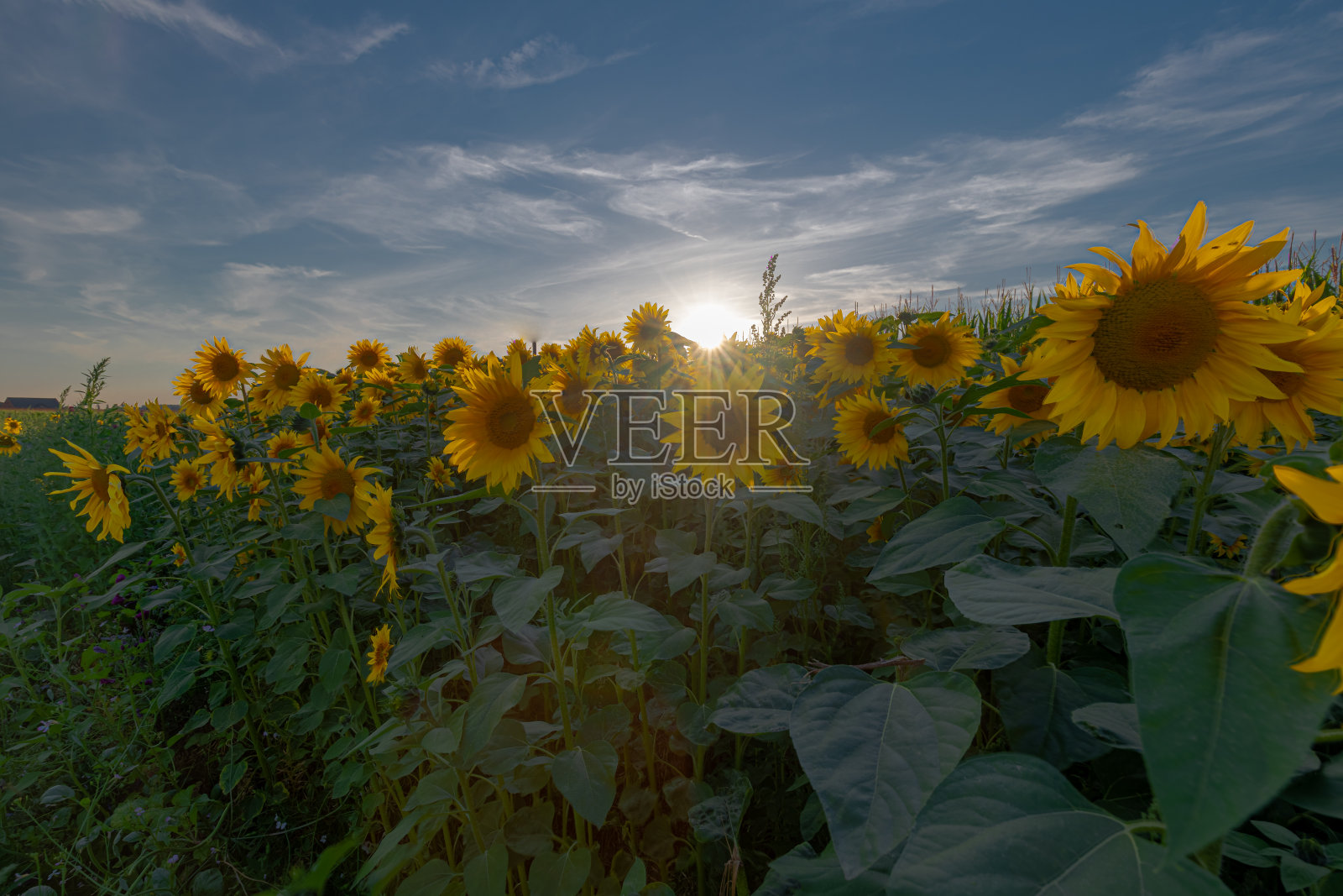 拉纳根马斯特里赫特附近的向日葵田，给人一种法国普罗旺斯的感觉照片摄影图片