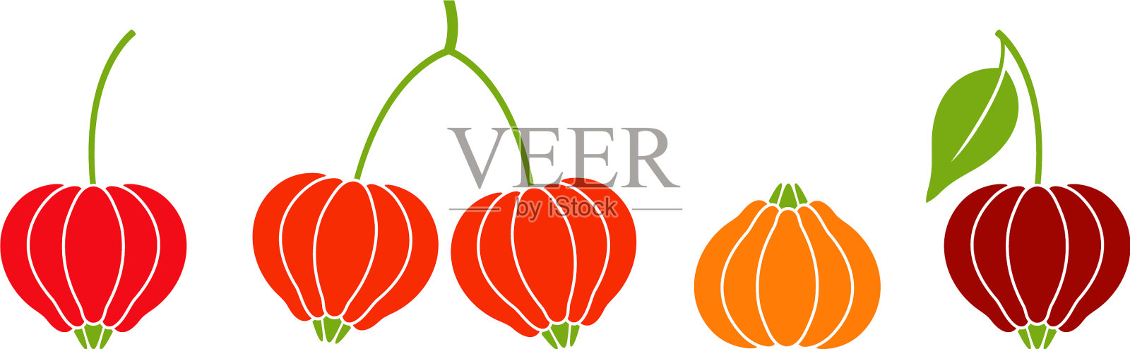 苏里南樱桃插画图片素材