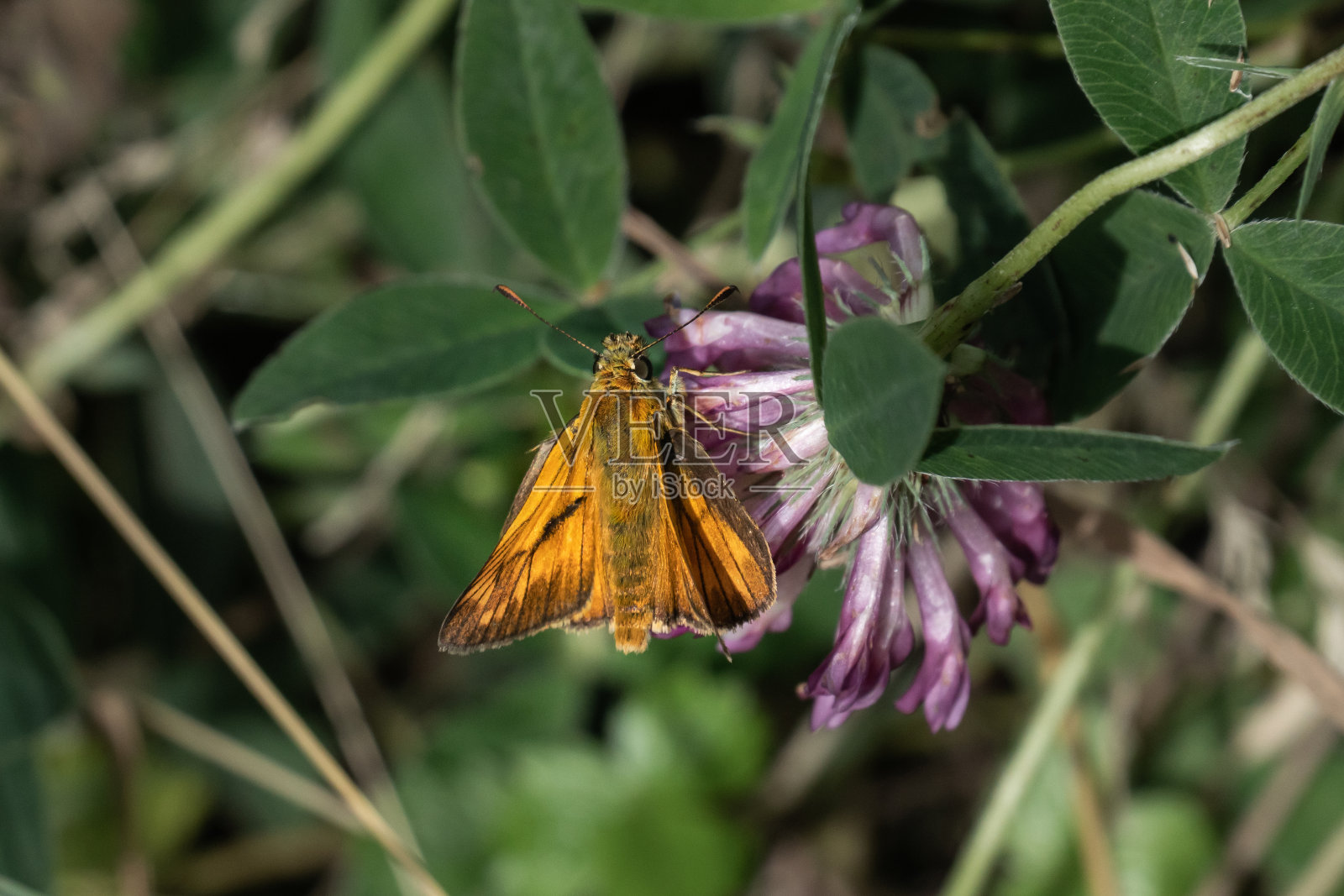 美丽的橘黄色蝴蝶叫小船长，坐在一朵紫罗兰花上照片摄影图片