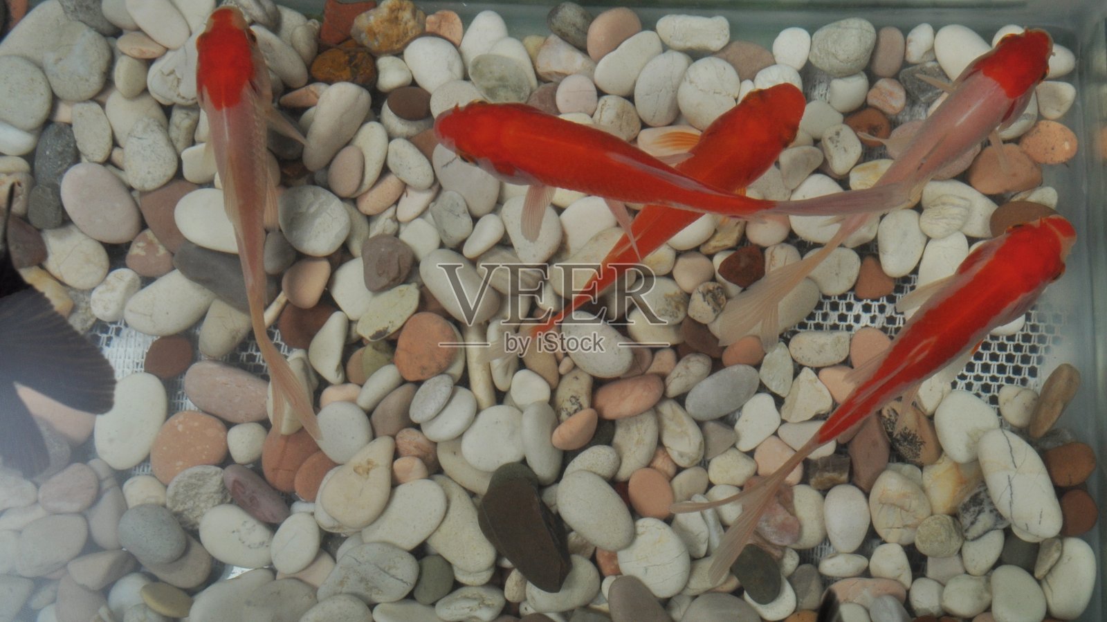 石质锦鲤照片摄影图片