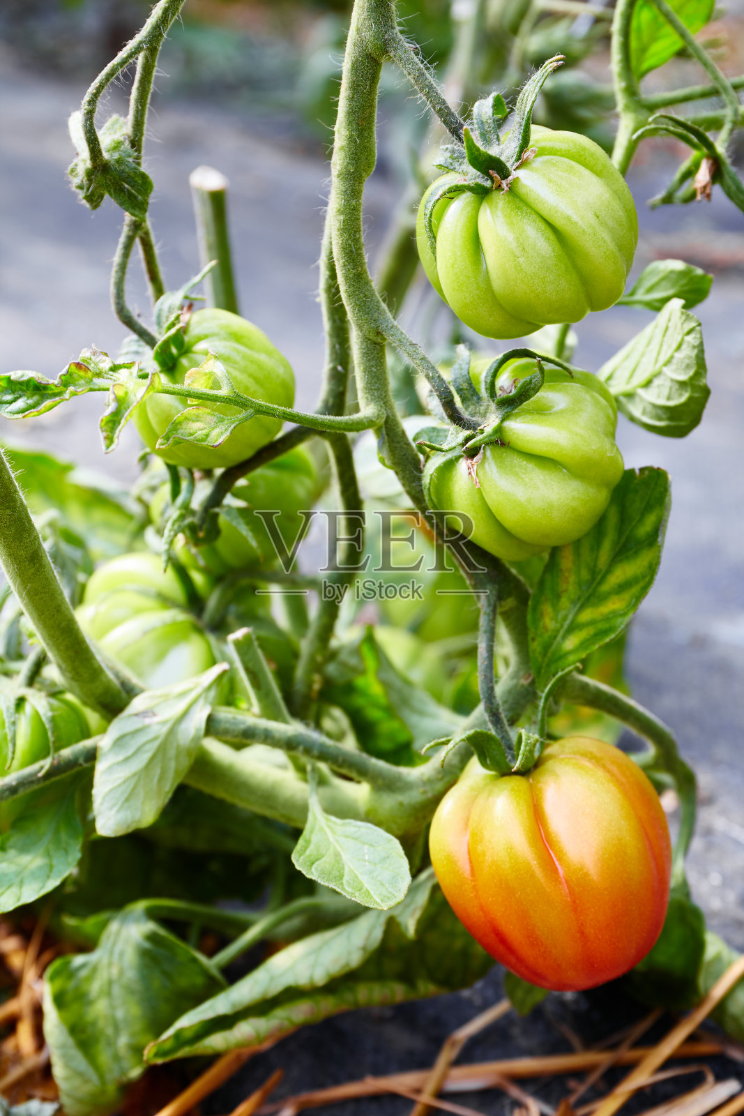 在温室里成熟的有机番茄。照片摄影图片