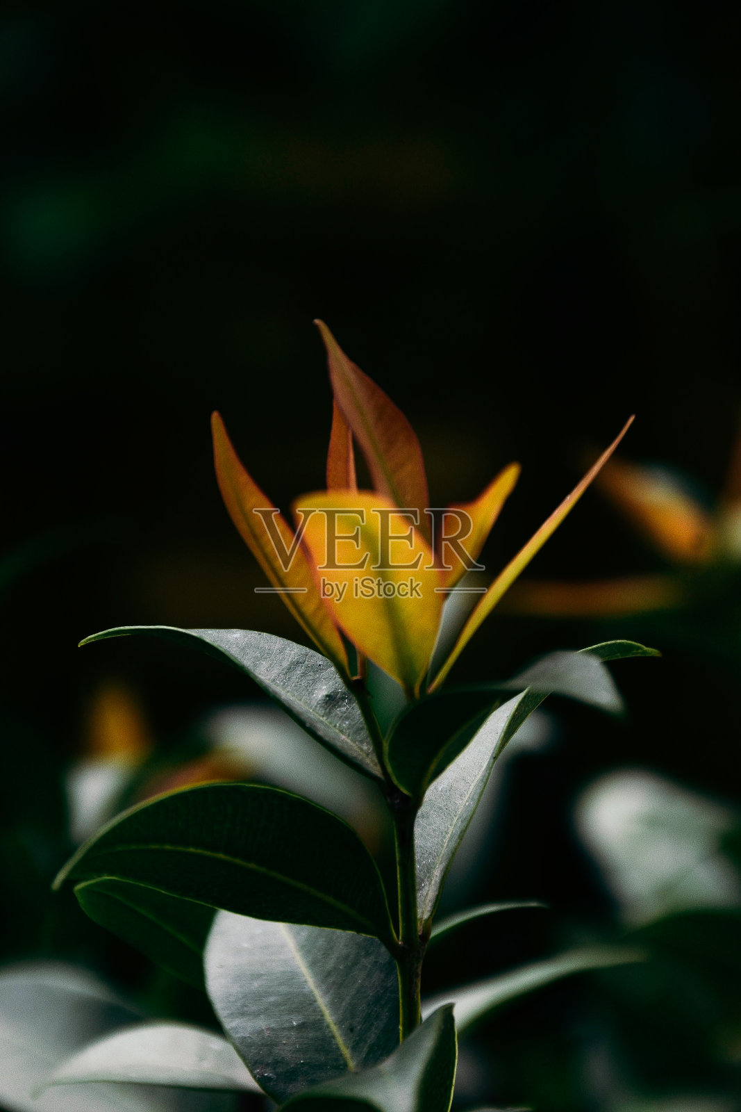 橙色叶花的肖像。照片摄影图片