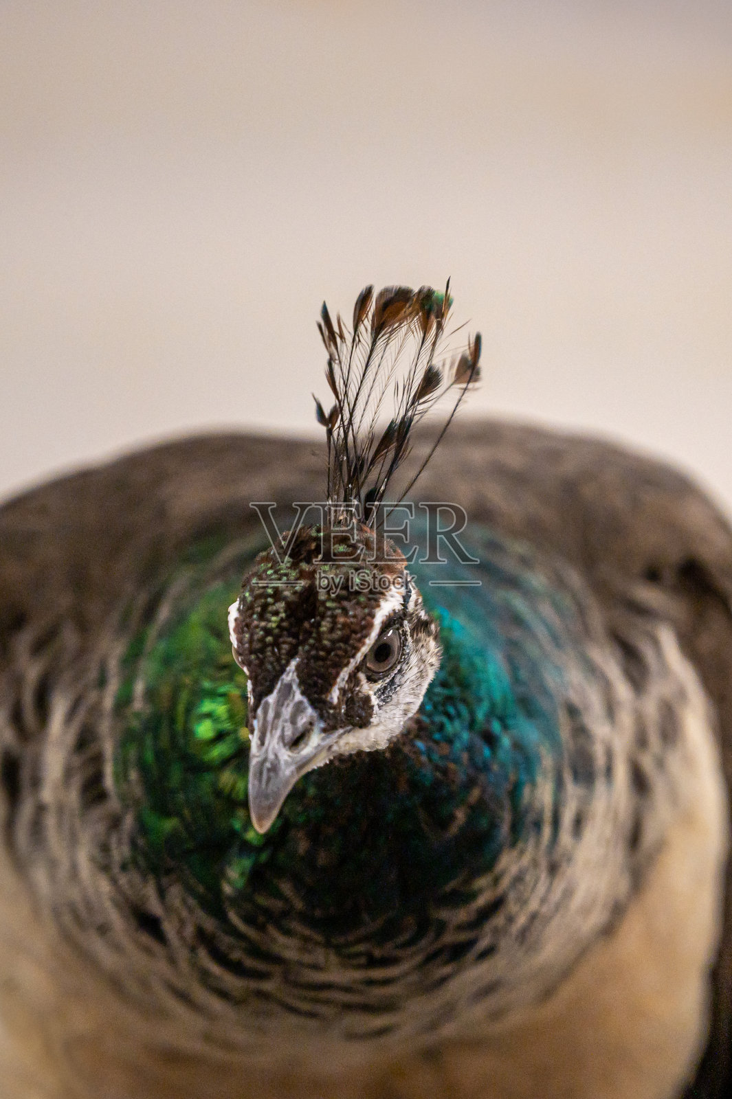 孔雀的肖像，pavo cristatus照片摄影图片