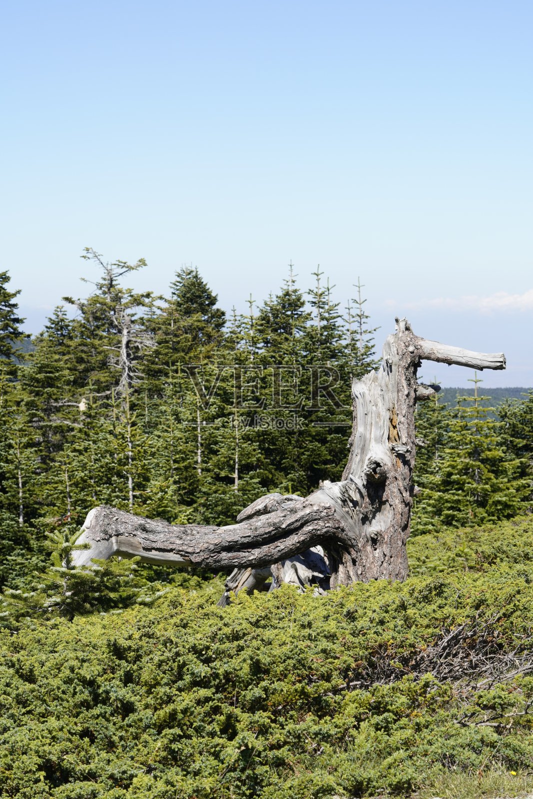 一棵又老又枯的松树孤零零地躺在林中空地上。照片摄影图片