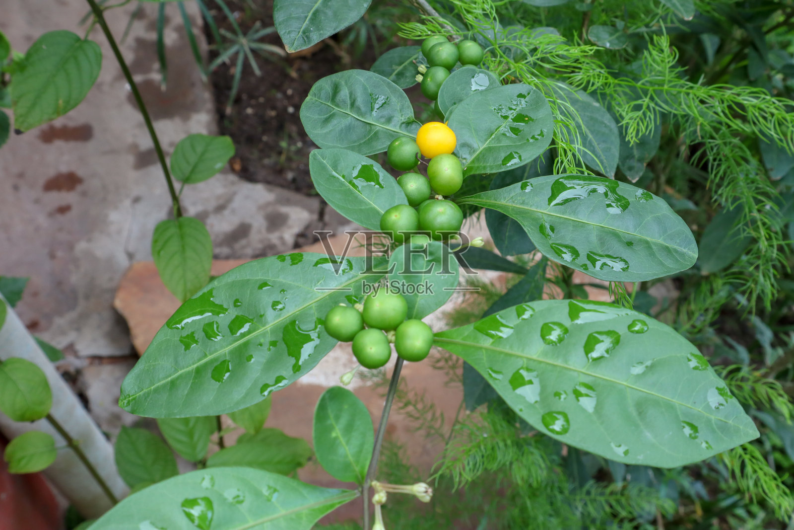 闪亮的水滴在小植物的叶子上。黄色和绿色的水果。照片摄影图片