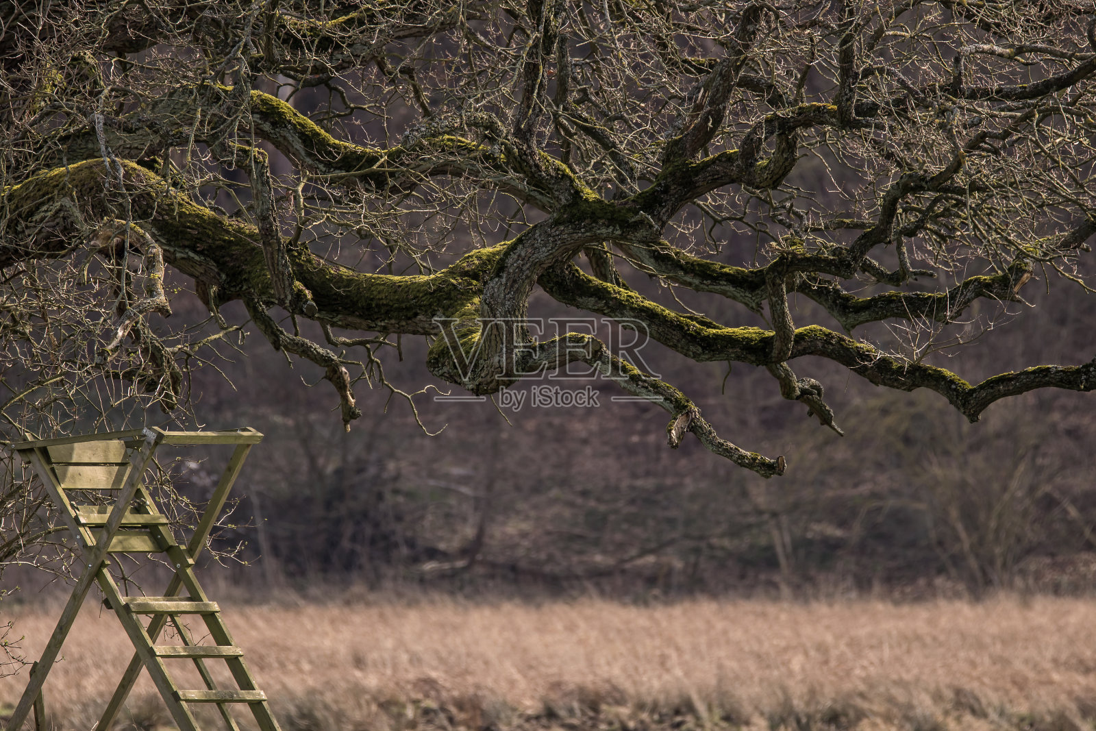 老树照片摄影图片