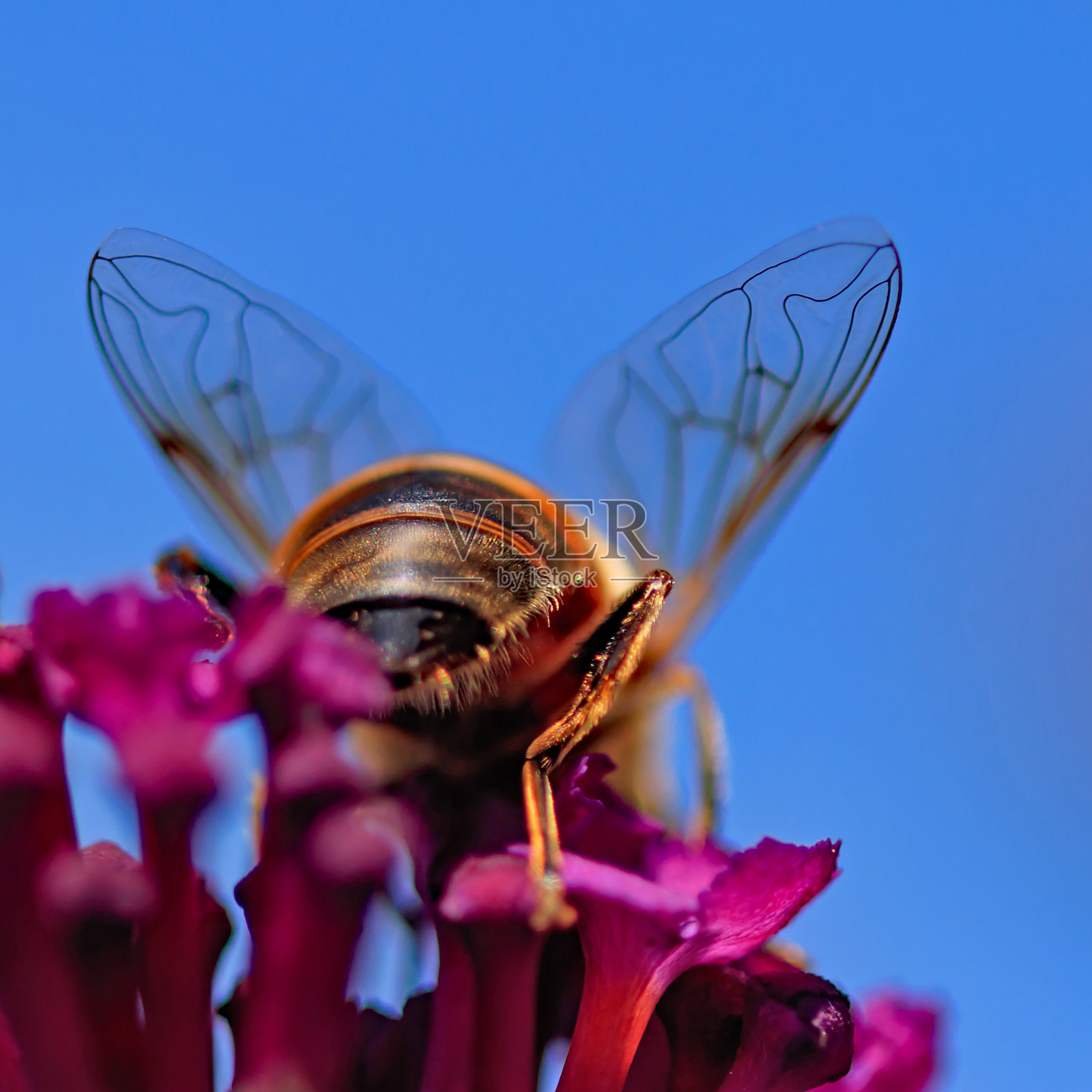 黄蜂在花照片摄影图片