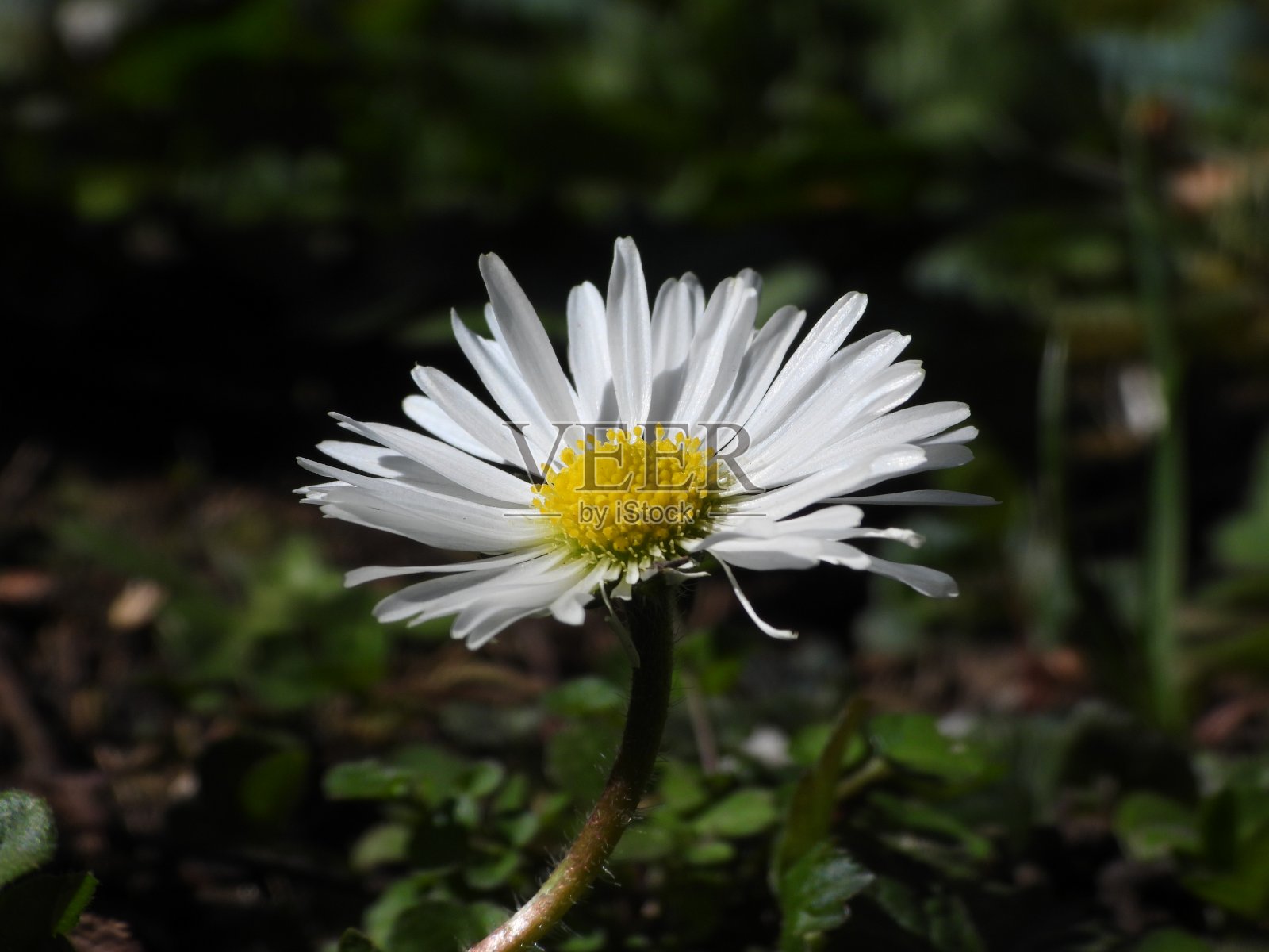 黛西（贝利斯·佩伦尼斯）照片摄影图片