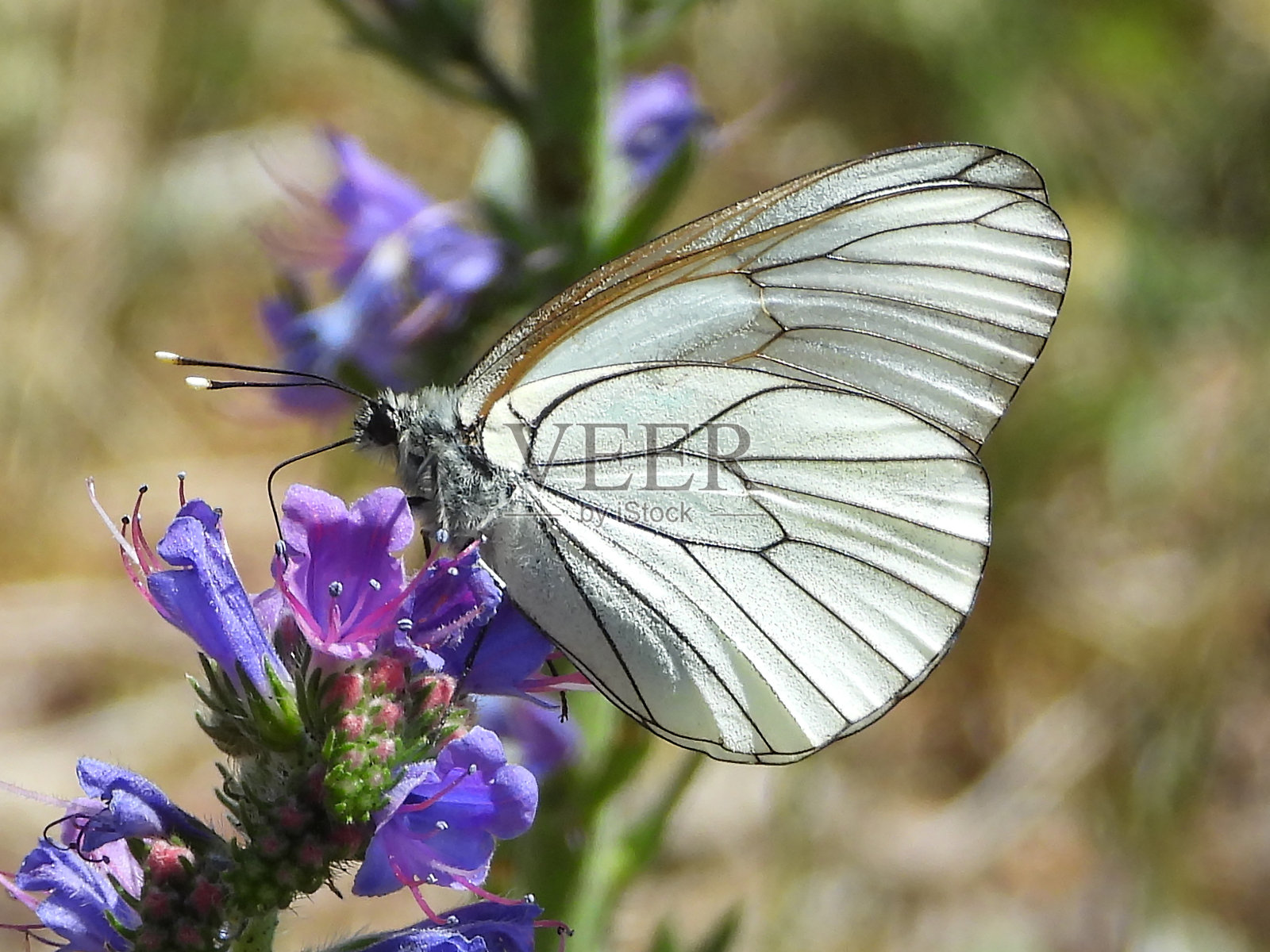 目光(难点crataegi)照片摄影图片